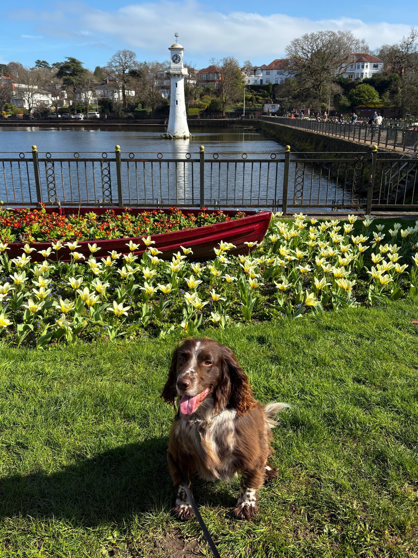 Meet Bertie! 🐶
The sweetest 7-year-old Cocker Spaniel, professional stick chaser and owner of possibly the waggiest tail in Cardiff 🐾
#cardiffdogs #cockerspaniel #cockerspanielcuties #dogwalker #cardiff