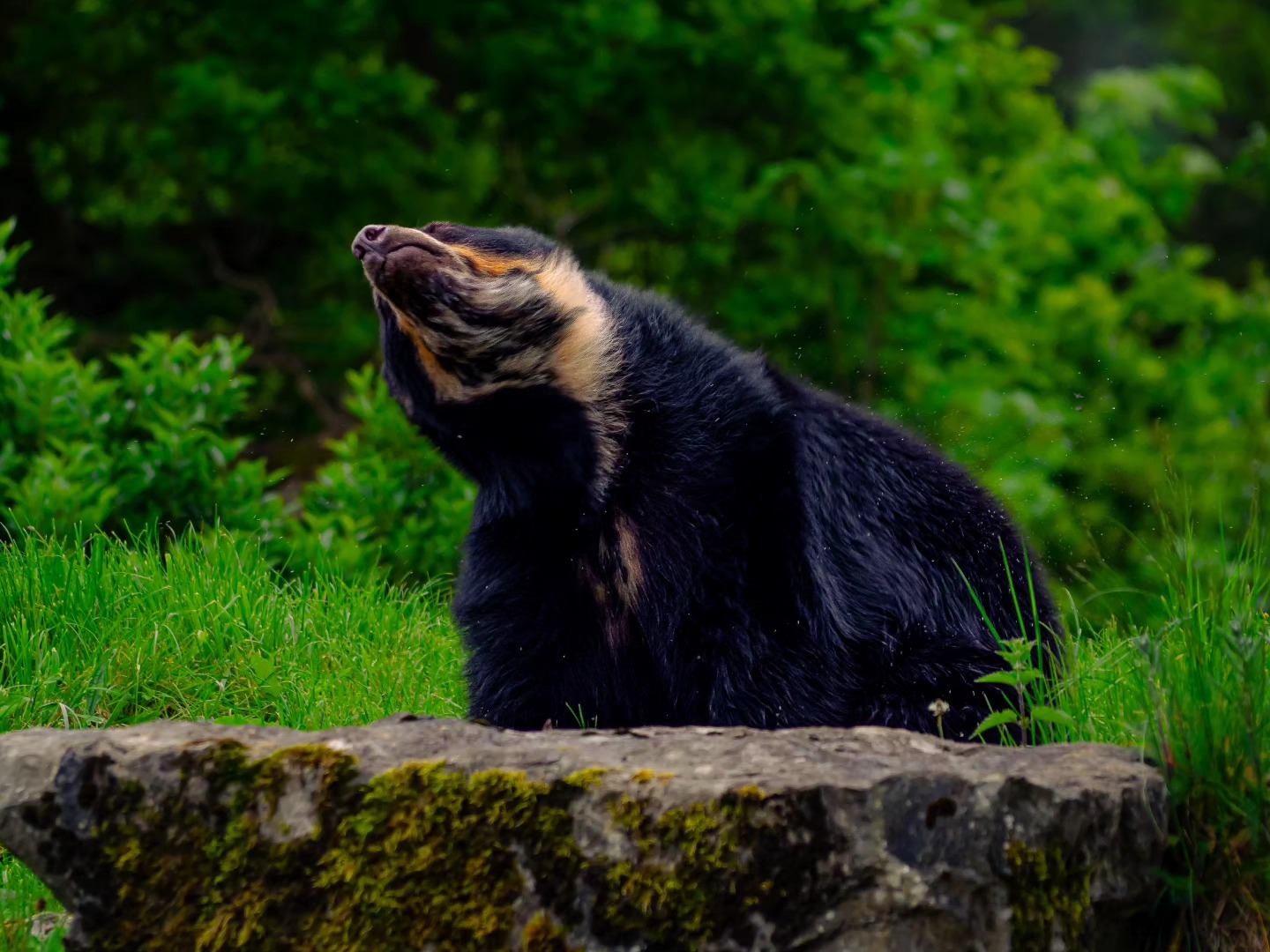 An Andean Bear drying off & having a groom after a dip on hot May day ๐ฅน๐
#chesterzoo #chesterzoosnaps #naturephotographer #naturephotography #zoophotography #wildlifephotographer #wildlifephotography #amateurphotographer #discoverunder500 #manvsbear
ps I'd pick the Bear any day x