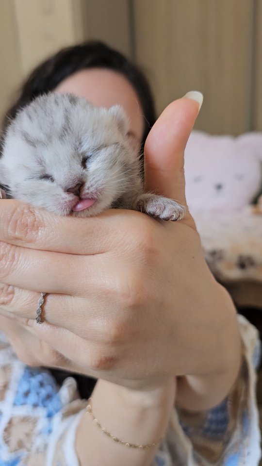 Présentation des bébés d'Umami et Uahiné 🥰
Le papa des 6 chatons est notre magnifique Snow ❄️
#britishshorthair #scottishfold #chaton #catofinstagram #amazingcat