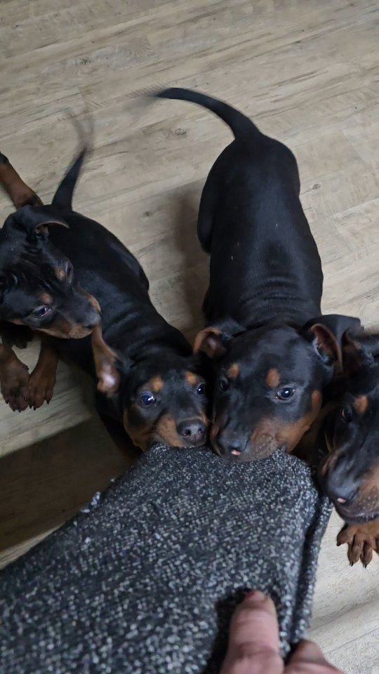 Era & Elysium
The bitey ones that will continue Bronsons legacy
These two pups have a very special spot in both my heart & my program. Keep an eye out for these two!
-
Laizhou hong chinese red dog
-
Nothing for sale, DM to inquire about the breed!
-
dutch shepherd sighthound #rarebreed #protectiondog #chinesereddog beauceron schutzhund protection dog psa german shepherd guard dog trainer preservation chinese red dog #dobie