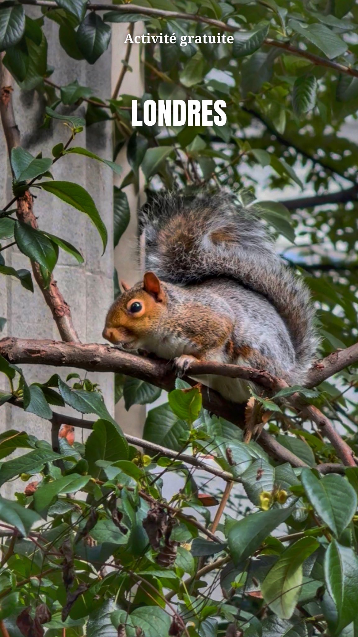 On ne le dit pas assez, mais nourrir les écureuils dans les parcs de Londres est une des expériences les plus mignonnes à vivre en ville. Et en plus… c’est totalement gratuit.
Voici nos meilleurs spots pour voir et nourrir les écureuils à Londres :
🐿️ St James’s Park : les plus habitués aux humains, ils viennent presque manger dans la main ( notre endroit préféré ❤️ )
🌳 Hyde Park / Kensington Gardens : beaucoup d’écureuils autour des grands arbres
🍂 Green Park : souvent plus calme et facile de les approcher
🌿 Regent’s Park : parfait pour en voir plusieurs au même endroit
💡 Astuce : venez avec quelques noisettes ou amandes et soyez patients… ils finissent presque toujours par venir.
Suivez @pretadecoller pour découvrir les meilleures activités gratuites à Londres et partout dans le monde 🌍
____
People don’t talk about it enough, but feeding squirrels in London parks is one of the cutest experiences you can have in the city. And the best part… it’s completely free.
Here are our favorite spots to see and feed squirrels in London :
🐿️ St James’s Park – the most used to humans, they’ll almost eat from your hand
🌳 Hyde Park / Kensington Gardens – lots of squirrels around the big trees
🍂 Green Park – usually quieter and easier to approach them
🌿 Regent’s Park – perfect if you want to see several in the same place
💡 Tip: bring a few hazelnuts or almonds and be patient… they almost always end up coming to you.
Follow @pretadecoller for more free things to do in London and around the world 🗺️
#london #squirrel #ecureuil #londres activitégratuite