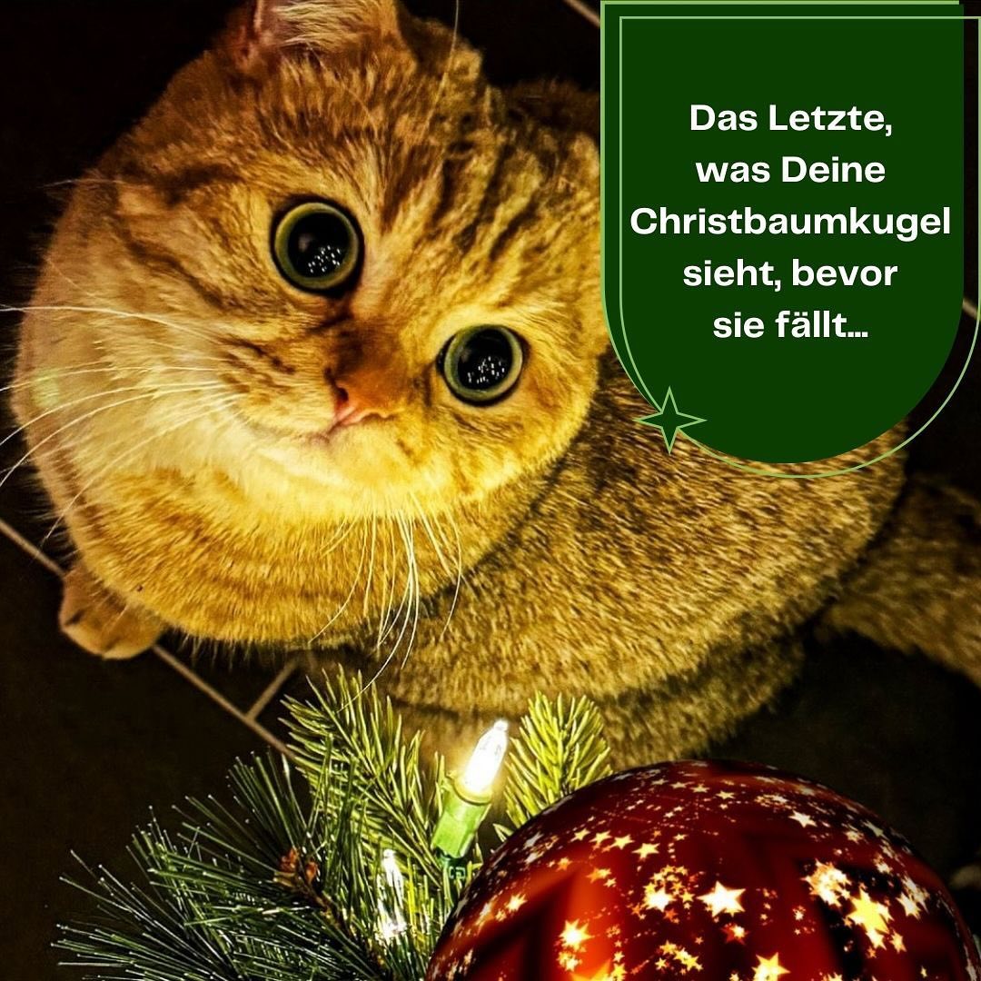 Katzen lieben unsere Zweihnachtskugeln😻
Du auch⁉️
#katzen #katzenliebe #katzenaufinstagram #katze #katzenmama #katzenmemes #catlife #weihnachtsbaum #weihnachtszeit #weihnachten #weihnachtskugeln #nachhaltigkeit #regional #rething #zweihnachtskugel