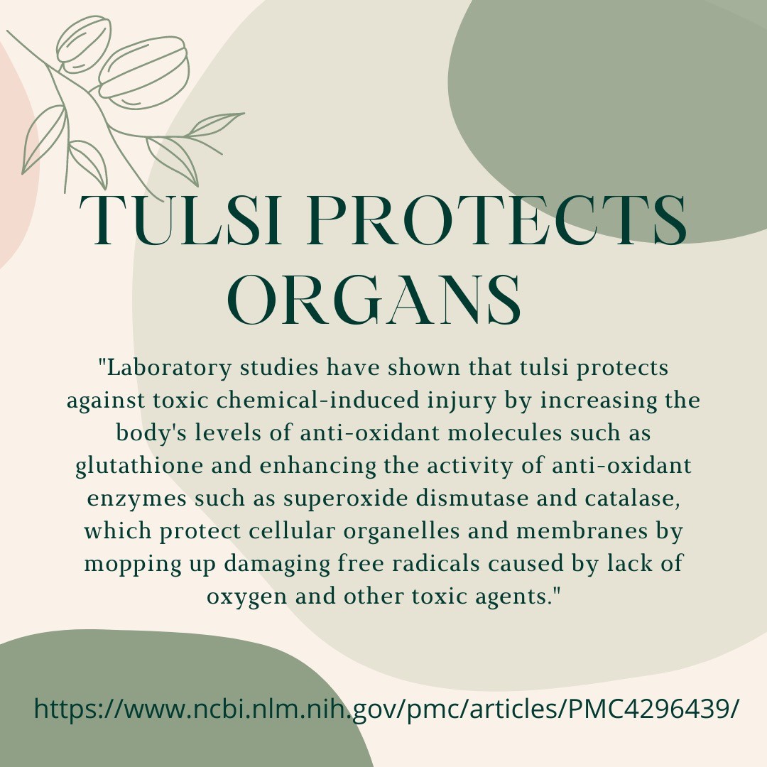 Holy Basil, aka Tulsi pt2….. WE CAN'T SAY ENOUGH ABOUT THIS HERB! It's an incredible adaptogen with such a huge spectrum of benefits...swipe through to learn more, and pick up some Tulsi tea next time you're in a grocery store ;)
#holybasil #tulsi #herbalmedicine #ascension #naturopathicmedicine #naturopathy #herbalism #fightcancer #fightdepression #detoxify #foodismedicine