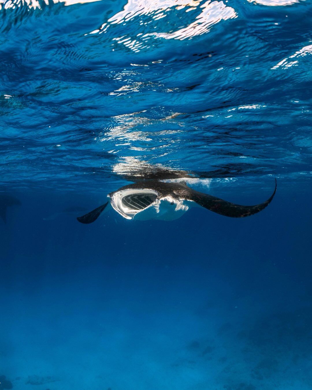 Manta Rays feed by filtering plankton and other nutrients from the water as they swim. With mouths wide open, they use their cephalic lobes to help guide water and food inwards. Water passes through their gills where the gill rackers act like sieves, trapping microscopic plankton, krill and other small organisms.
Aren’t they amazing! 🩵
@ollieclarkephoto
#ningalooreef #coralbay #exmouth #mantarays #thisiswa