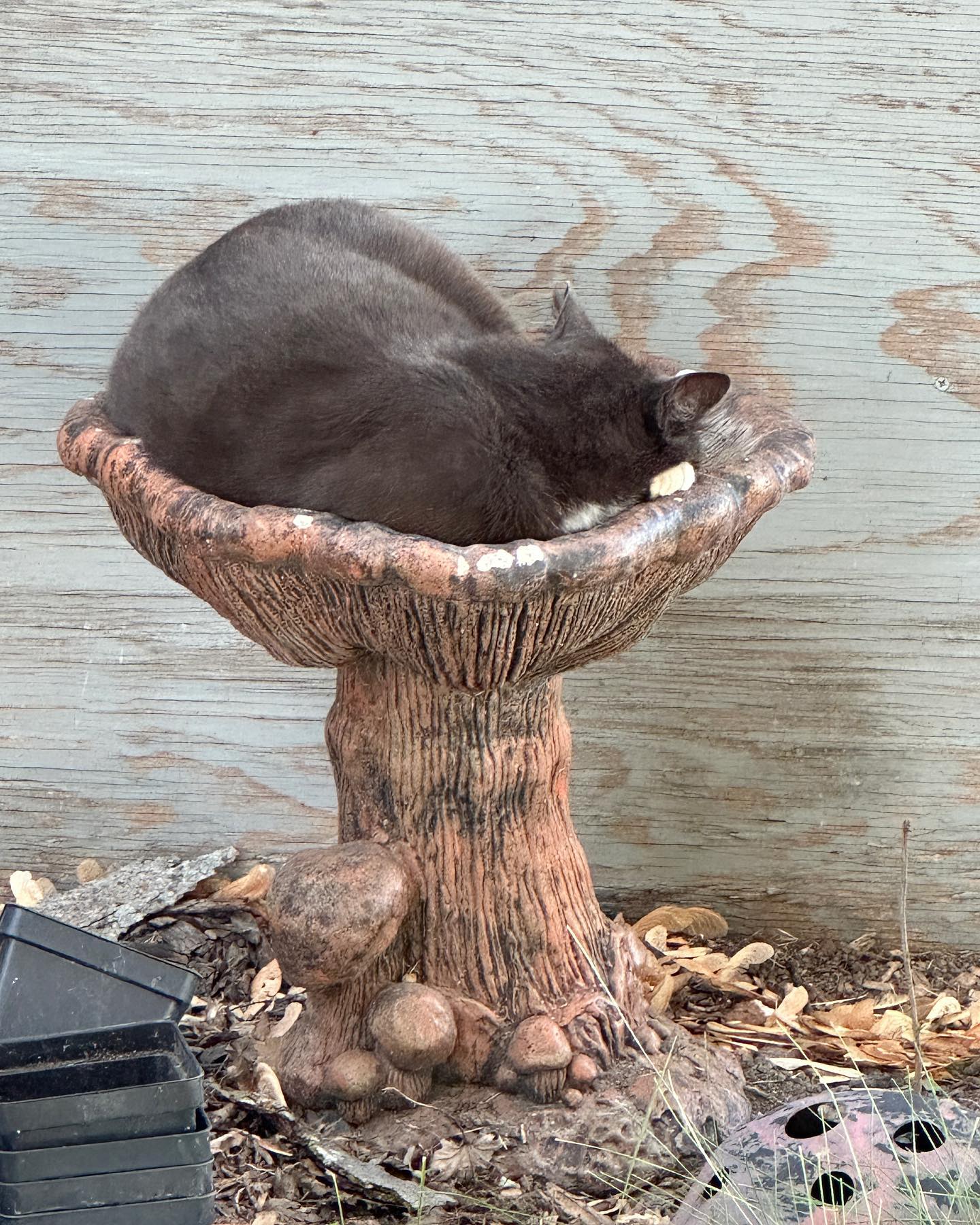Please remember we also raise cats and roses on our beef farm ā¤ļø Nellie quite literally frowned when we suggested putting water in the bird bathā¦how could we argue?? (The robins played in the sprinkler, fear not!)
#mrdarcyscats #catsofinstagram #localfarmers #rose