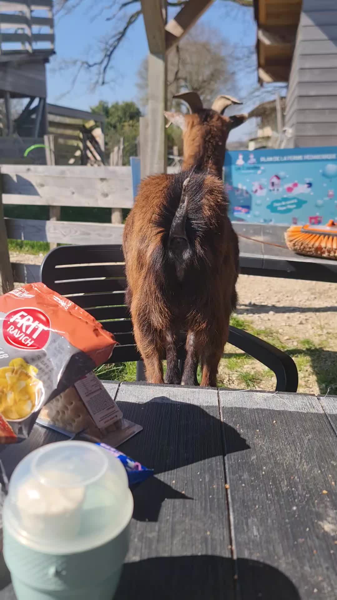 Will Smith, le nouveau serveur (ou pas) de la ferme 😅
#willsmith #chevre #agriculture #ferme