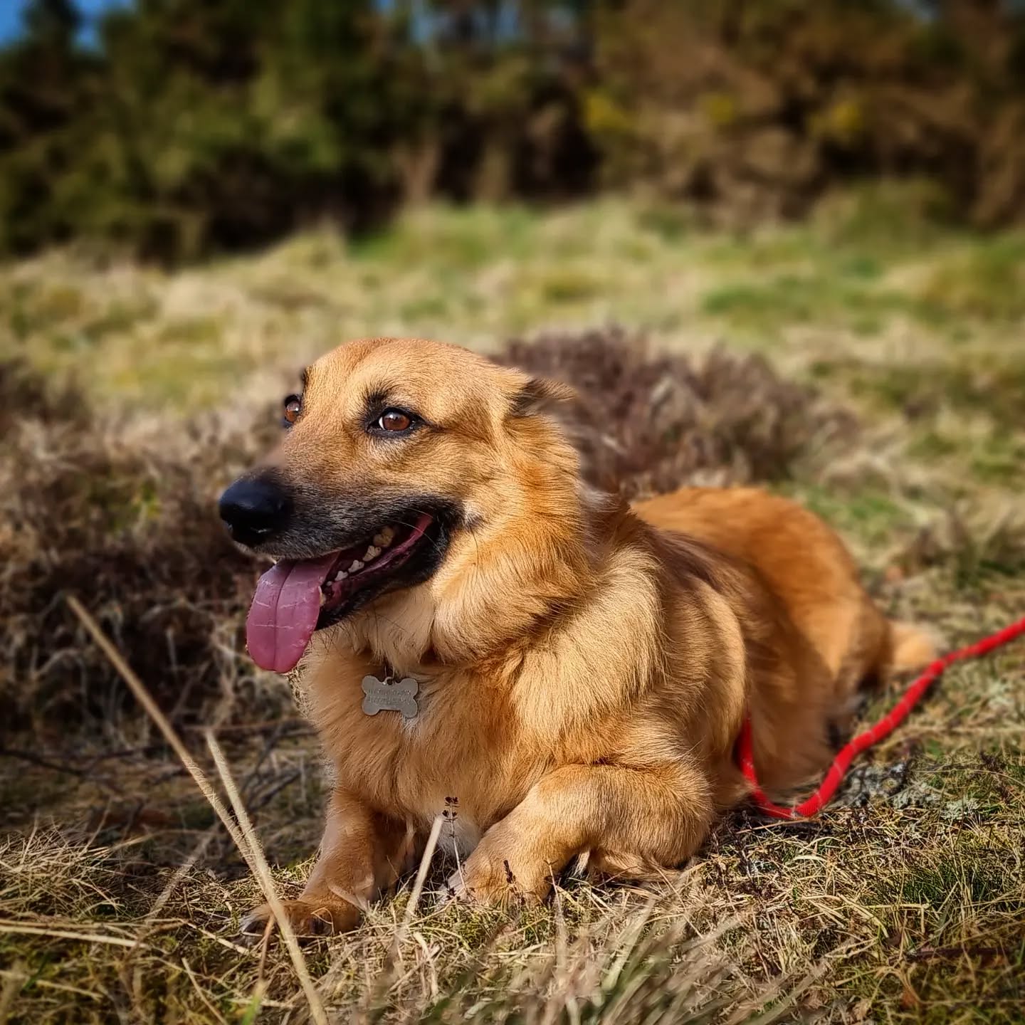 Luna
#rescuedog #rescuedogsofinstagram #dogsofinstagram #dogsofinsta #instadogs #dogs #dogphotography #scotland #dogs_of_instagram #dogsofinstaworld #dogstagram #dogsofig #instagramdogs #dogs #goodgirl #happy #dogslover #dogsdaily #pawsome #adventurewithdogs #dogoftheday #lovedogs #doglife #dogwalking #instadog #dog #doggy #chill #doginstagram #doggo #dogscorner