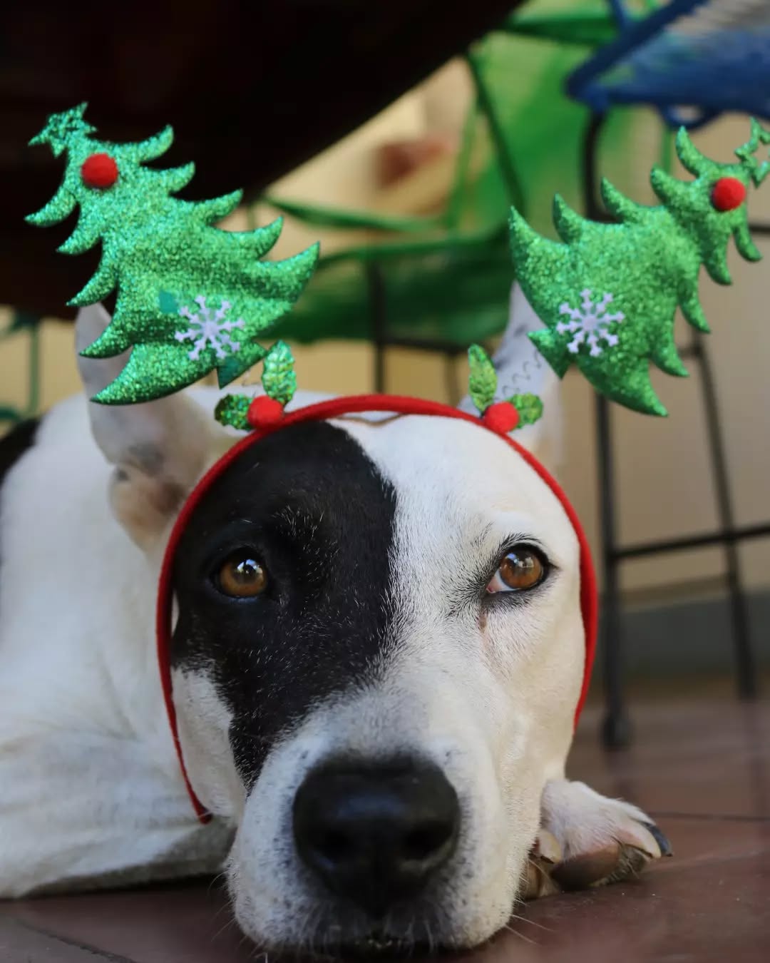 FELIZ NAVIDAD 🎁🎀🎄🦌⛄🐢
#tortugabooluda #leonnicaragua #visitnicaragua🇳🇮 #tranquilotraveler #lonelyplanet #hostelworld #discovernicaragua #feliznavidad #merrychristmas