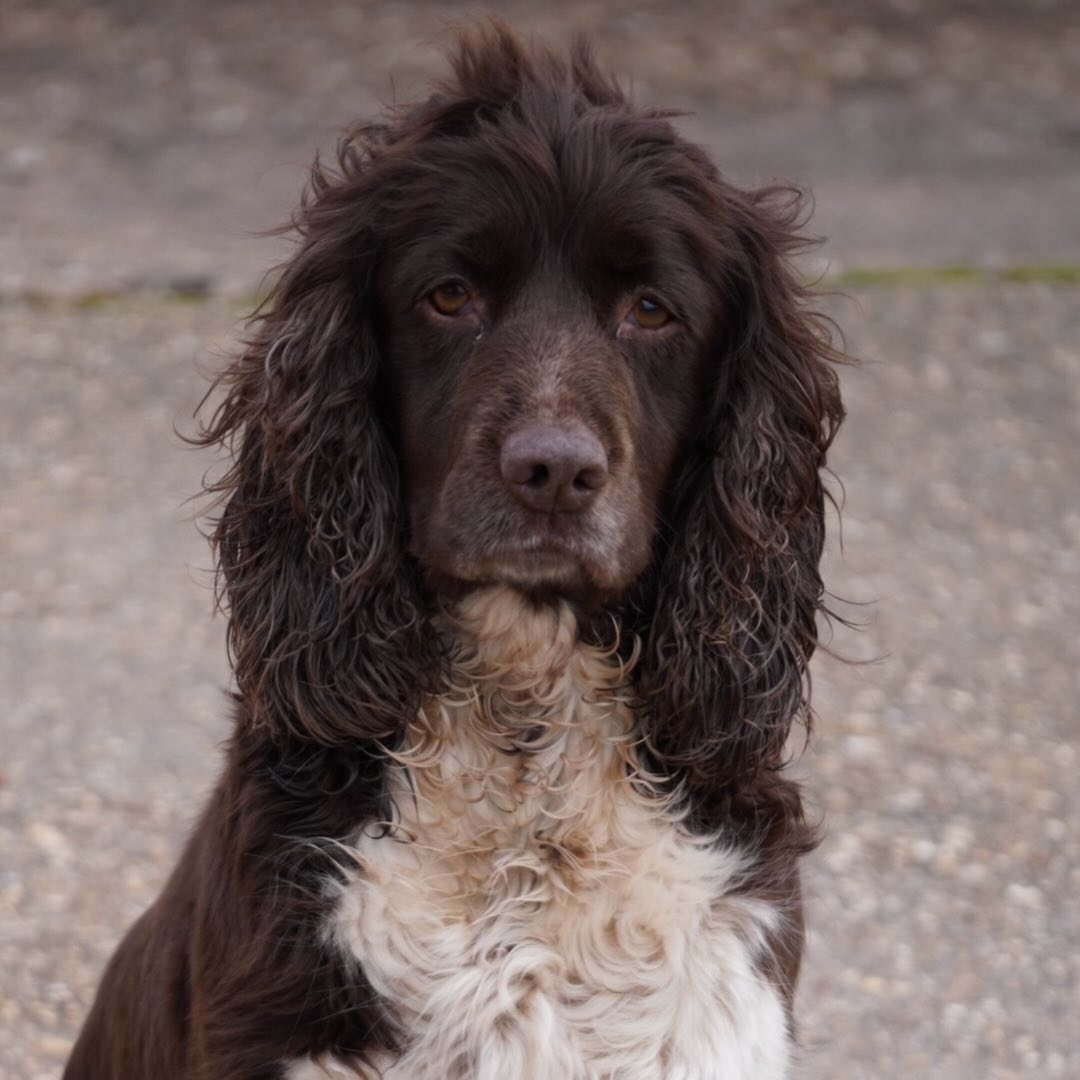 Wessington Coco 🤎 quite the character 😂🙈😄