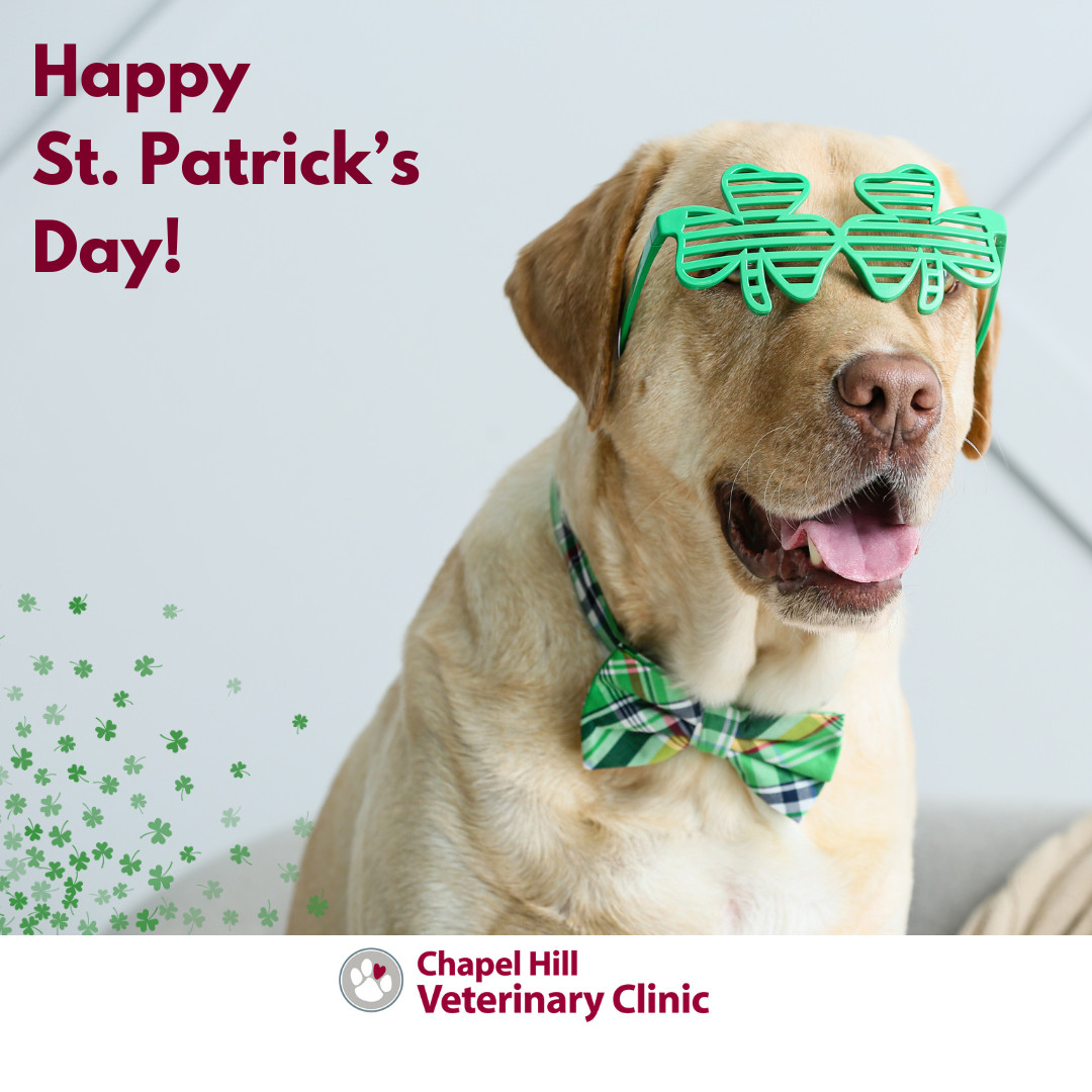 Feeling lucky this St. Patrick’s Day? 🍀🐾We’re paws-itively grateful for the furry friends who bring so much joy and love into our lives.