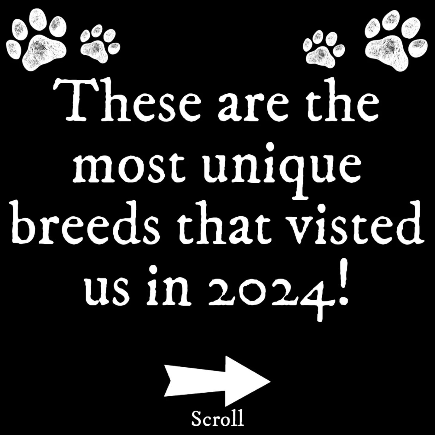 🎊 Happy New Year 🎊
We previously looked at the most popular breeds which have visited us. But some of you also wondered which were the most unique!
So here are our more unusual breeds which visited us on 2024!
Have you got one of these breeds? Or perhaps something a little more different? Let us know!
#BestInFieldEwen #dogbreeds #SecureDogField #dogtraining #cirencester