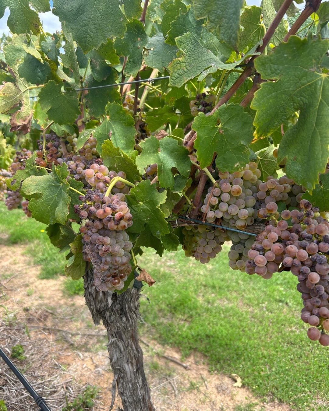 Our Roussanne came off Friday. Thank you Sarah @boxgrovevineyard . And thanks to Rou (yes, short for Roussanne) an end of day reward awaits