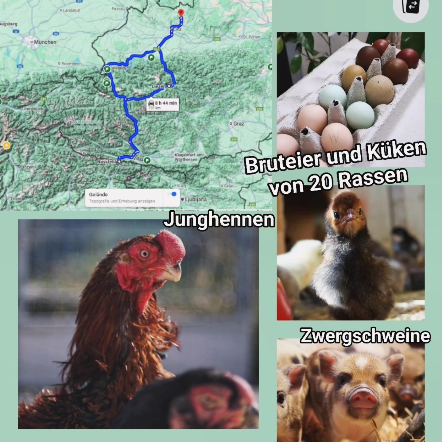 Servus Steiermark, Kärnten Salzburg und OÖ. 🇦🇹
Am Freitag 28.02 bin ich Richtung Villach unterwegs.
Wenn ich jemanden von mir etwas mitnehmen darf, gerne PN.
Je nach Emoji habe ich:
🥚-Bruteier, 🐥-Küken, 🐓 - Junghennen oder auch Zuchtstämme.
◼️Bruteier Themenbox🥚🐥
-Selbstversorger Box
-Legehühner Box
-Buntes Eier-Nest Box
-Winterleger Box
◼️Ayam Cemani🥚🐥🐓
◼️Ayam Cemani BLAU🥚🐥🐓
◼️Bayrische Landzwerge🥚🐥🐓
◼️Cream/Opal Legbar🥚🐥
◼️Donxiang lukedanji Blauleger🥚🐓
Schwarz, Silber und Hampffarben
◼️Gà H'mông🥚🐓
- Weiß
- Bunt
- Nackthals in weiß und bunt (zart rosa Eier)
◼️Hint horoz🥚🐥🐓
(Habicht und Mader Abwehr)
◼️Marans🥚🐥
◼️Meierijs hoen Blauleger🥚🐥🐓
◼️Moorhühner Gelbleger🥚🐥🐓
◼️Sandschak🥚🐥🐓
◼️Seidenhühner🥚🐥🐓
◼️Struppseidenhühner Frizzle🥚🐥🐓
◼️Siciliana Kronenkämme
In verschiedensten Farben🥚🐥🐓
◼️Siciliana Hörnerkämme
In verschiedensten Farben🥚🐥🐓
◼️Spanier in schwarz, weiß und blau🥚🐥🐓
◼️Tan Chau Vietnamesische Zwerghühner🥚🐥🐓
◼️Thai Siam black🥚🐥🐓
(Habicht und Mader Abwehr)
◼️Olivleger F1, F2, F3..🥚🐥
◼️Onagadori 🥚🐓
◼️Parrot beak aseel🥚🐥🐓
(die zutraulichste Rasse! Der Bugatti unter den Hühnern)
◼️Perlhühner🥚🐓
(Habicht Abwehr)
◼️Russische Cholmogory Gänse🐓1.2
🐷 Microferkel in verschiedenen Farben (AT🇦🇹 mit Viehverkehrschein)
◼️Gutscheine für Tierwelt Rauch 🎁
(Eine Rassen Übersicht/Beschreibung findet Ihr auf https://www.broholmer-zucht.com/gefluegelrassen )
________________
Bezüglich Treffpunkt können wir uns gerne persönlich abstimmen.
Zur Orientierung die Route verläuft über:
Linz, Ansfelden, Wels, Sattledt, A1, Vorchdorf, Laakirchen, Attersee, Mondsee, Salzburg, E55, Hallein, Golling, Tenneck, Bischofshofen, Eben im Pongau, A10, Flachau, Ziederhaus, St. Michael I.L., Rennweg am Katschberg, Gmünd I.K., Spittal an der Drau, Raternion, Hermagor, Nassfeld, Villach
Schladming, Gröbming, Steinach, Liezen, Spital am Pyhrn, Windischgarsten, Klaus a.d.Pyhrnbahn, Kirchdorf, Wartberg an der Krems
_____________________
Instagram & TikTok @huehnerwelt_rauch
Facebook @rauchs_huehnerwelt
_____________________
Liebe Grüße,
Gabriel von Rauchs Hühnerwelt