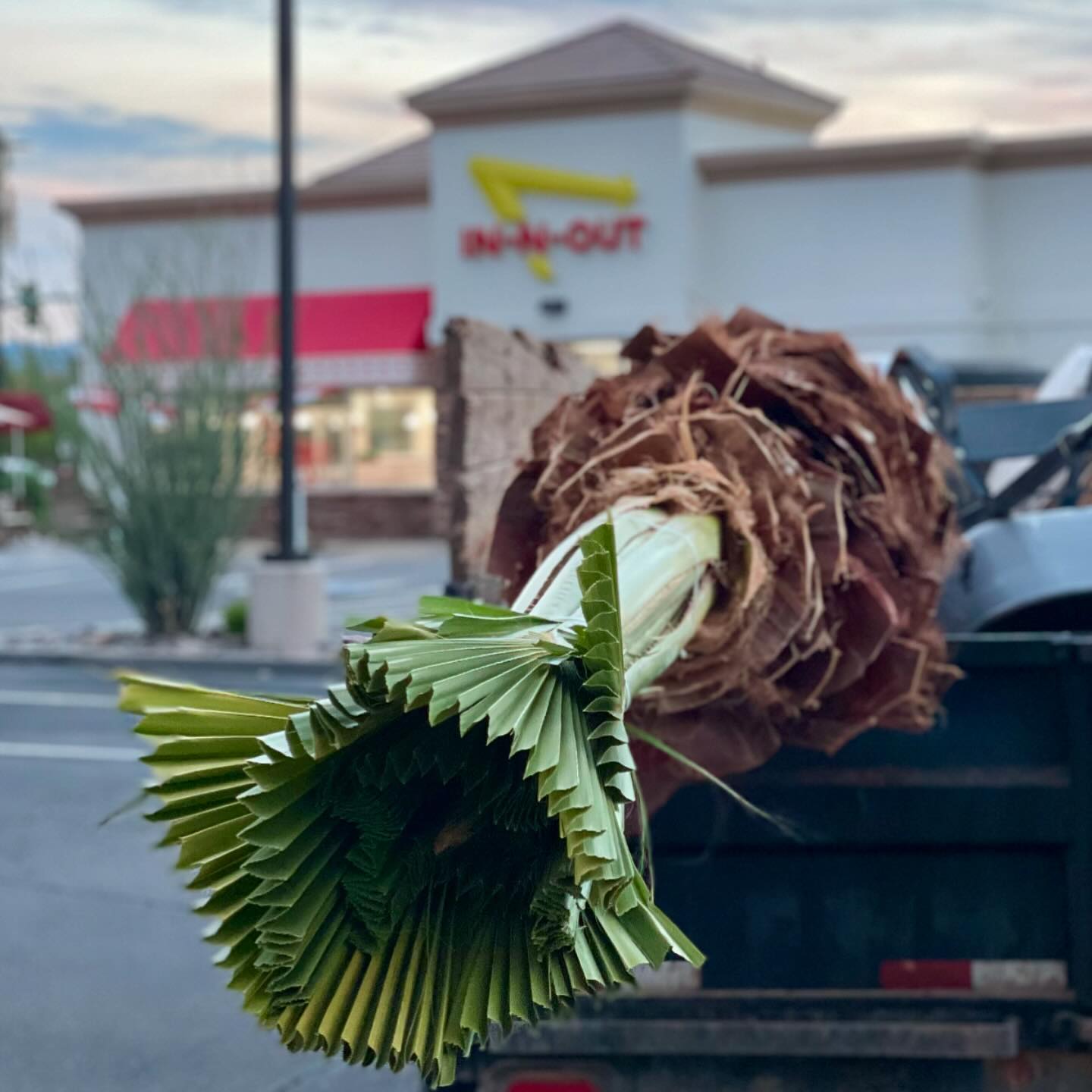 Before and after 🍔In N Out🍔 cross palms replacement 🌴🚜
.
.
.
.
#innout #innoutburger #innoutburger🍔🍟 #innoutburgers #azconstruction #azlandscape #landscape #landscapedesign #landscapelovers #landscapelover