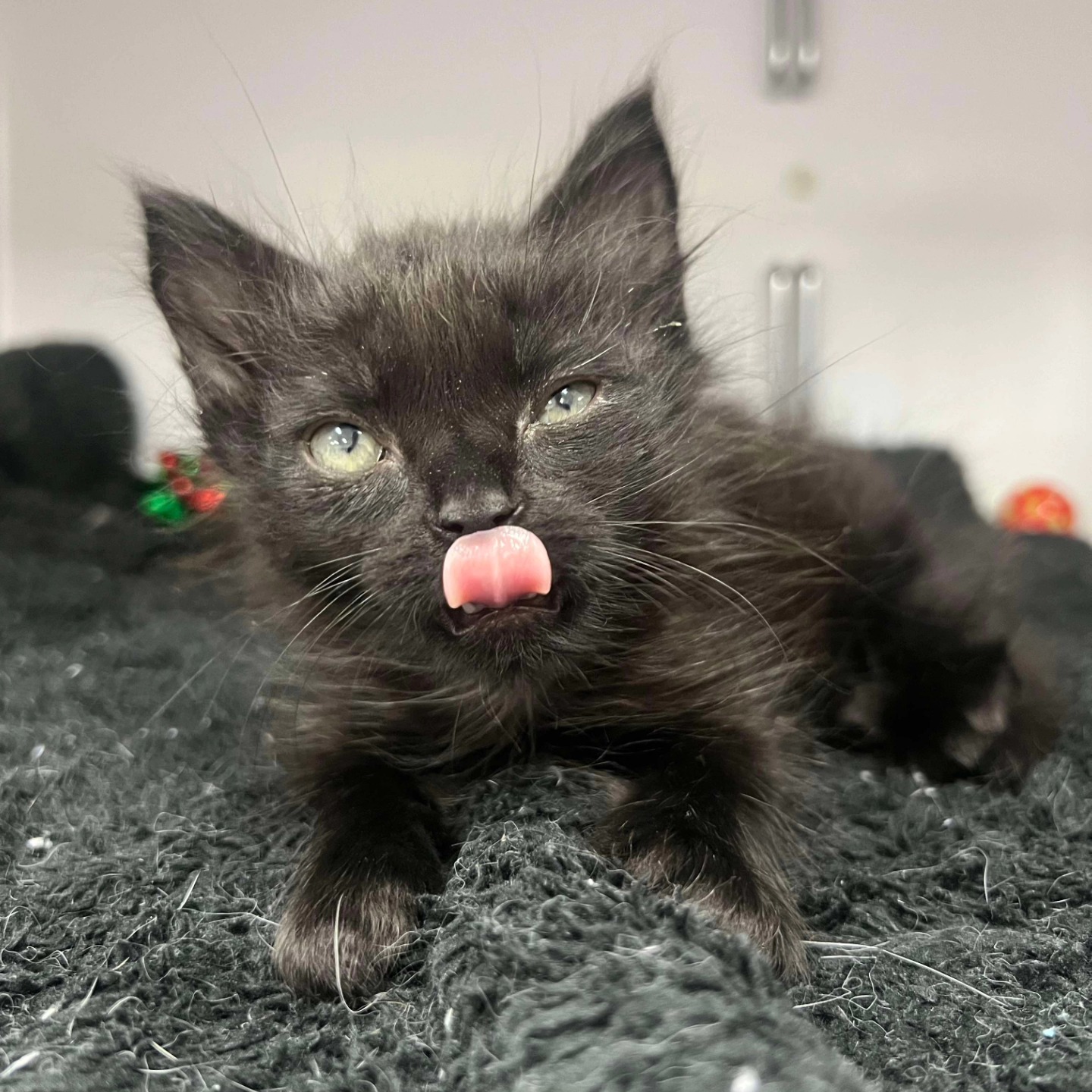 ADOPT ME! 🥰
Little Lupin will be up for adoption in a few weeks and needs a loving home to take him in.
He is approximately 5 weeks old and will come microchipped, first vaccination, desexed, toilet trained, and up to date with preventatives.
He will be available from 8 weeks old so if you think you may be interested, please contact us so we can arrange a meet and greet.
Lupin looks forward to meeting you soon!
#953010007068831