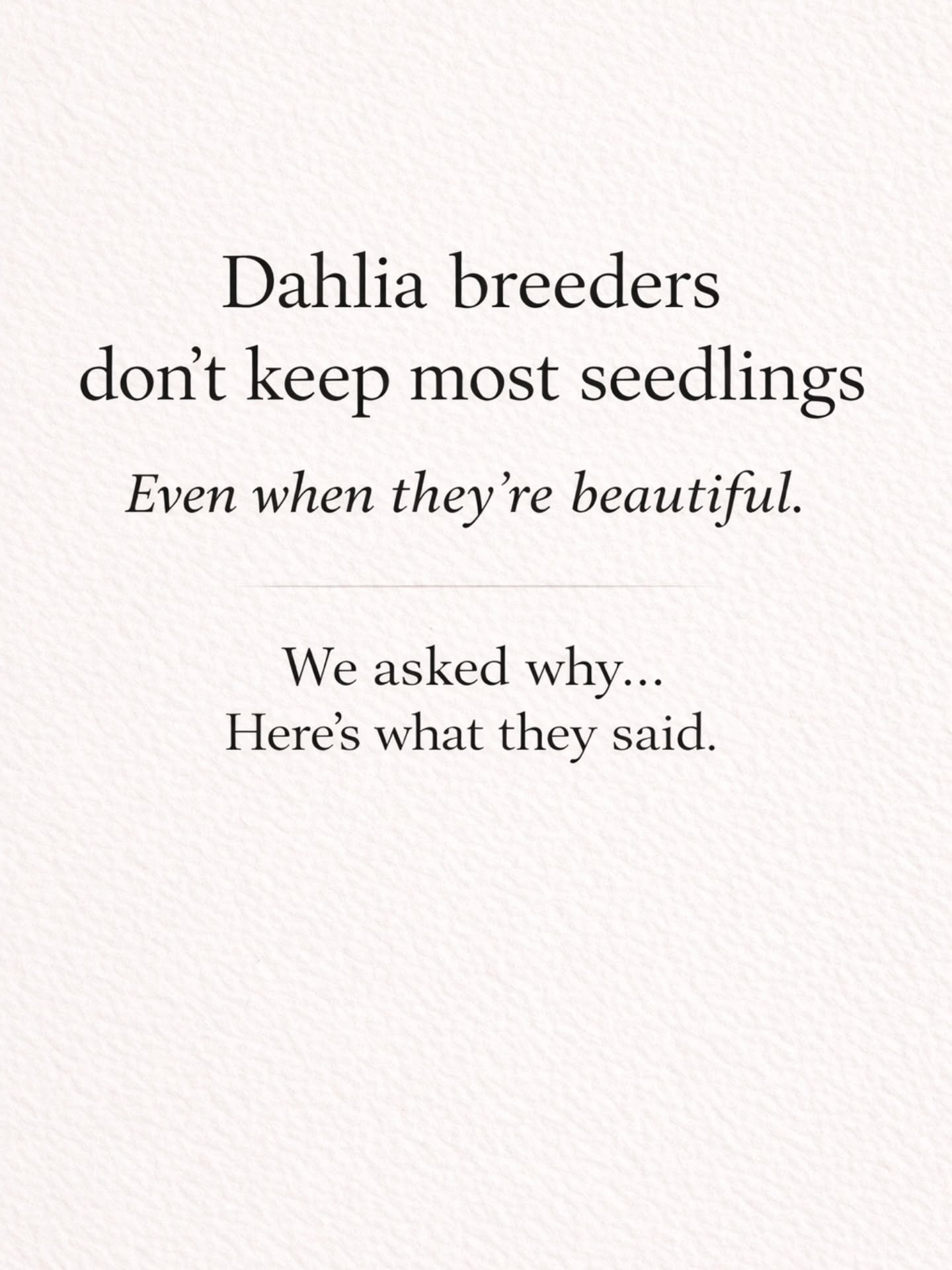 One of the things that surprised me when I first started looking into dahlia breeding…was just how many beautiful flowers don’t get kept.
Not because they aren’t lovely — but because they don’t meet very specific standards.
It really shifted how I think about growing from seed.
Because if this is what gets set aside…there’s actually so much potential for gorgeous, unique flowers in an ordinary garden.
It’s not about lowering standards...just remembering they’re different depending on what you’re growing for.
I’d happily have so many of these in my own beds 🌿
Which ones would you have made space for?
*breeder names kept quiet to protect the innocent 🤣