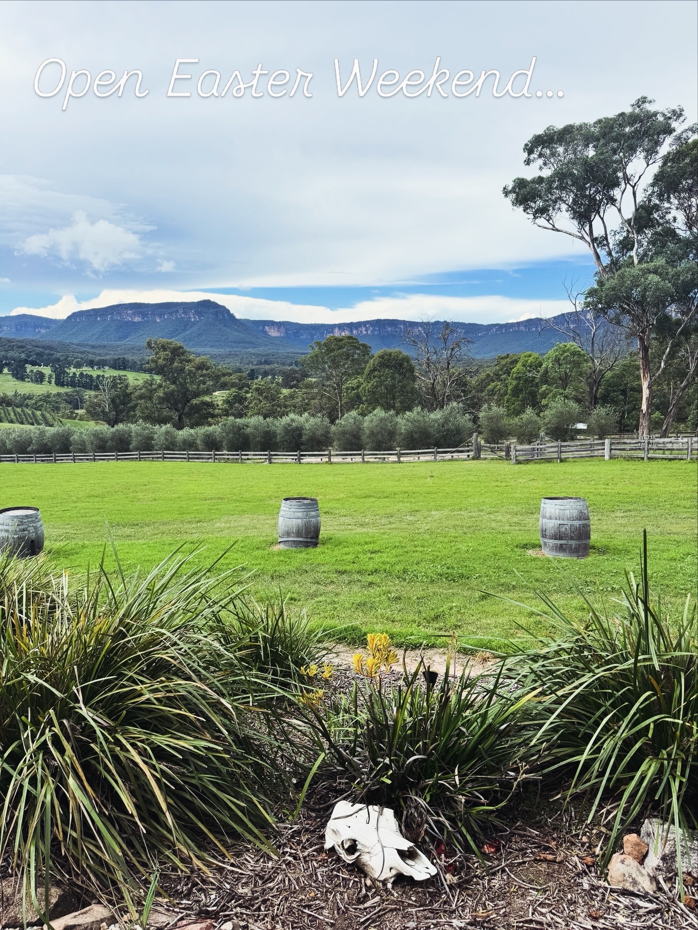 Megalong Creek Estate is open all Easter weekend, Saturday through Monday (see post for hours).
Saturday - Join us at the Megalong Makers Easter Markets at the Megalong Showgrounds to pick up a bottle, or wander up to the MCE Cellar Door barn for relaxed tastings and delicious, casual eats—think golden cheese toasties, locally made pies, bacon & egg rolls and more. Perfect for a laid-back Easter escape in the valley.
#megalongvalley #bluemountainswine #easterweekend #localbusiness #familyownedandoperated