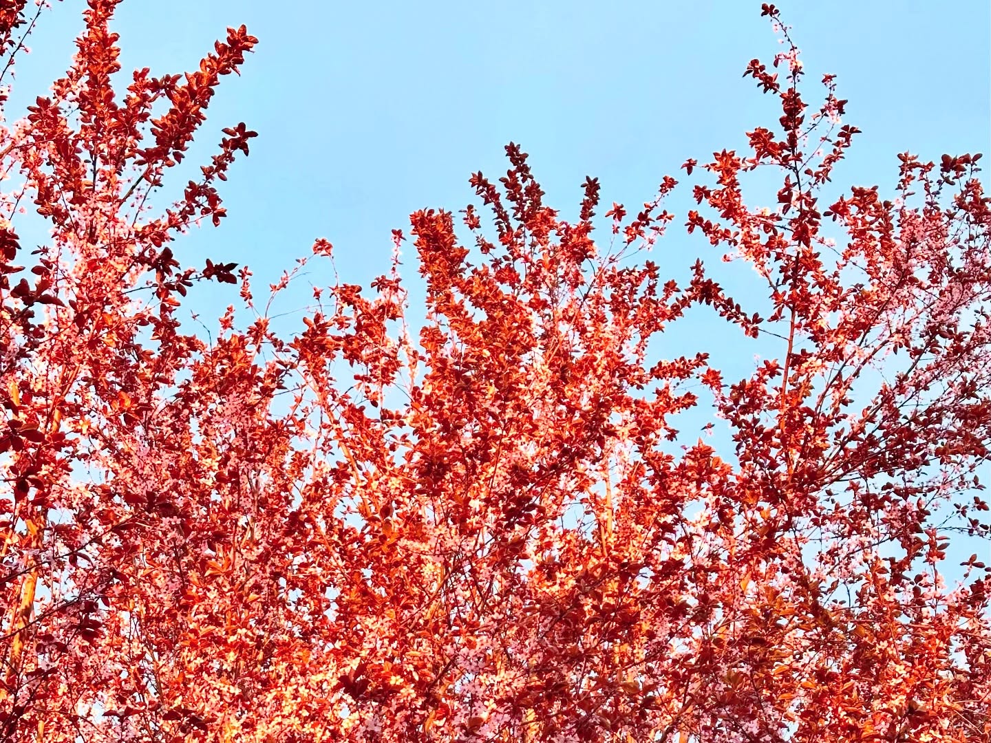 These couple of sunny mornings have been SO nice.
❤️🩷🩵