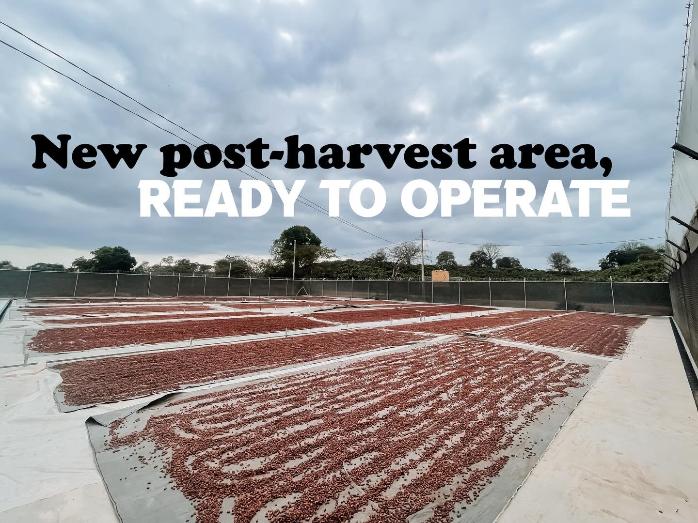 We said weβd share the results. Here they are.β
β
A few months ago we announced the expansion of our concrete drying patio. Today itβs fully built and already running its first lots.
More surface area means better lot separation, tighter process control, and cleaner data to keep refining our post-harvest decisions over time. Everything we do at this stage is in service of one thing: consistency in the cup.π
The upgrade is done. The work continues.
If youβre looking for fully traceable, organic cacao, whether fermented beans, nibs, cacao mass, or unfermented beans for specialty applications, weβd love to connect. π
Send us an email at info@haciendapalosanto.com π«πΏ
#cacaoecuador #CacaoQuality #OriginMatters #BeanToBar organiccacao