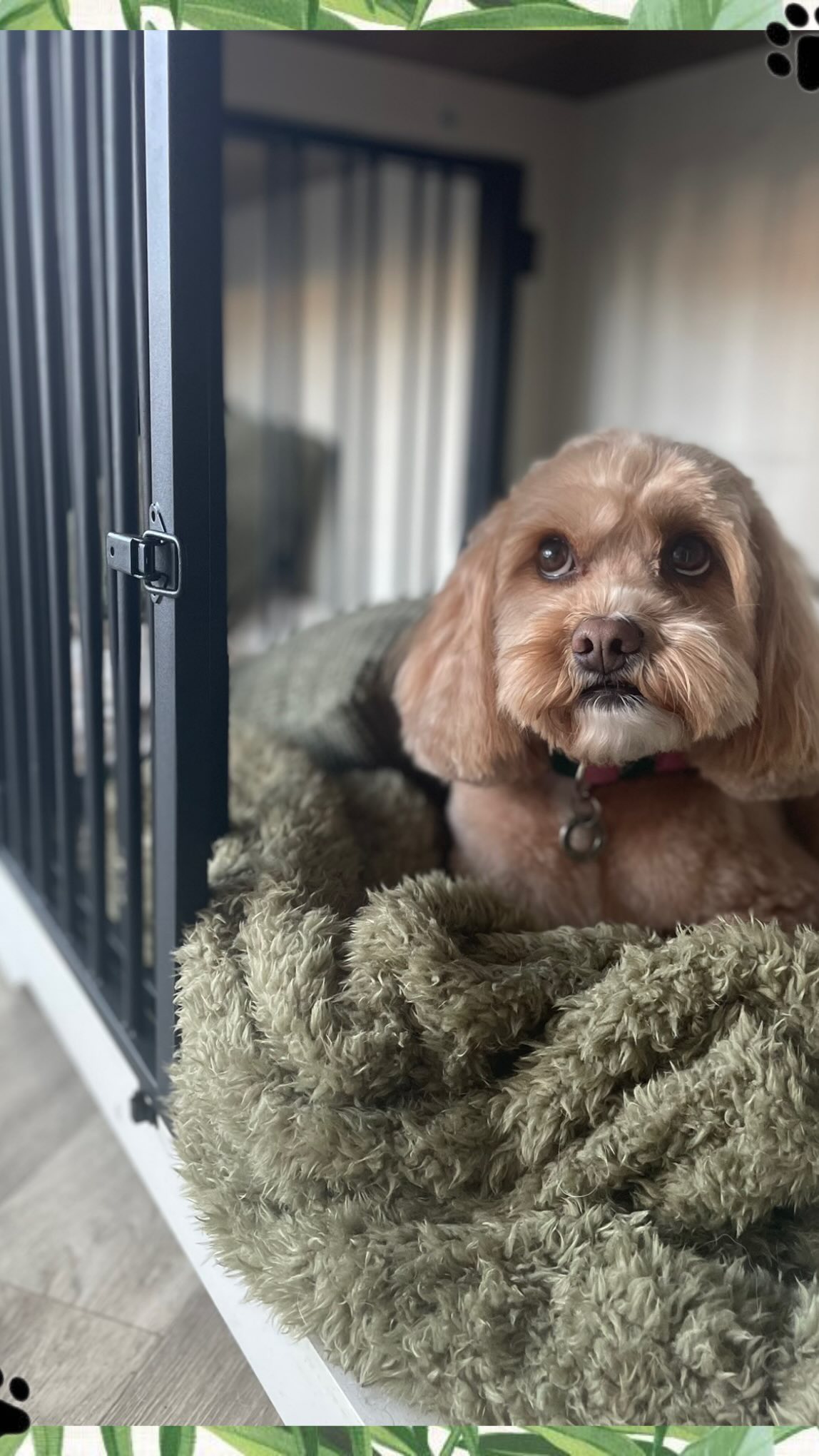 Just a little Saturday humour ✂️🐾
We groomers know what it’s like to get asked every question under the sun — and honestly, we love it 😄
But being a dog groomer is so much more than “just giving your dog a haircut”… it’s patience, care, skill, and a whole lot of love 💛
We’ll always do what’s best for your dog’s health, comfort, and safety 🐾
Every groom includes a full coat check, and if we spot anything new or unusual, we’ll always let you know 💬
Because it’s not just about how they look — it’s about how they feel too 💛
#DogGroomerLife #PetStylist #BehindTheScenes #DogGrooming #doghealth