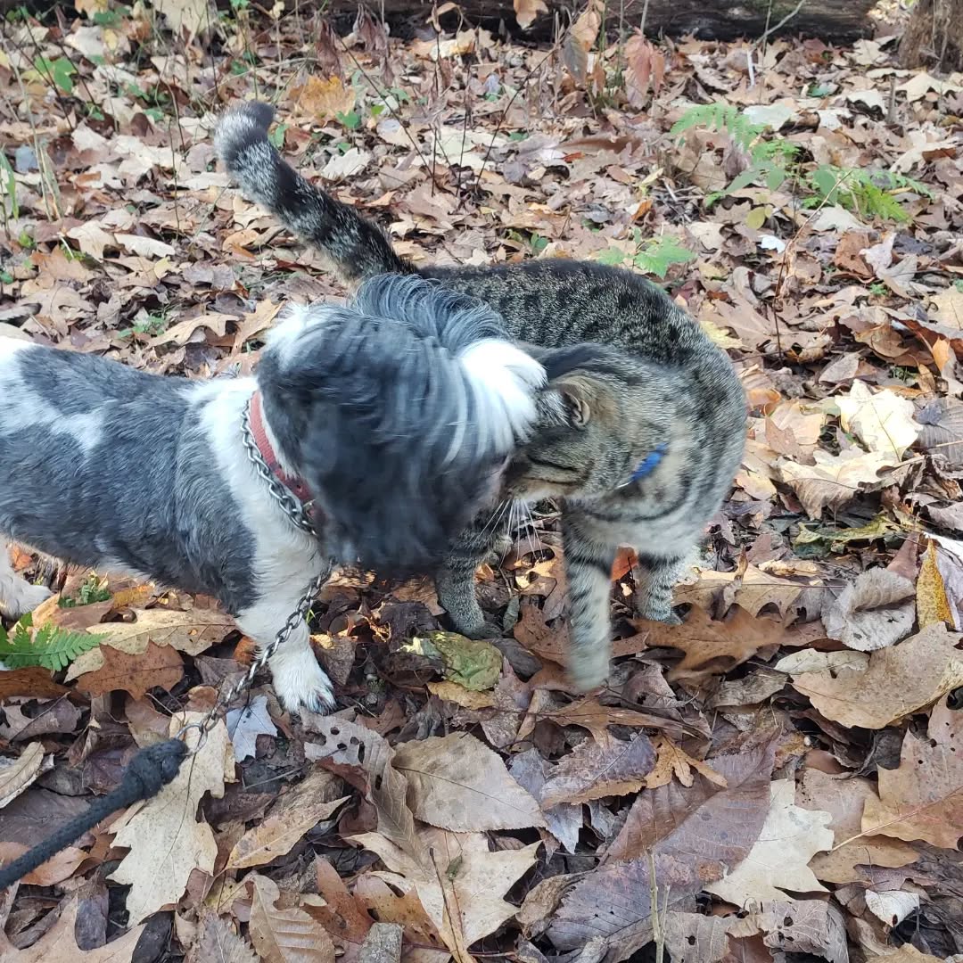 In case anyone wanted proof on how much our dogs and cat get along...