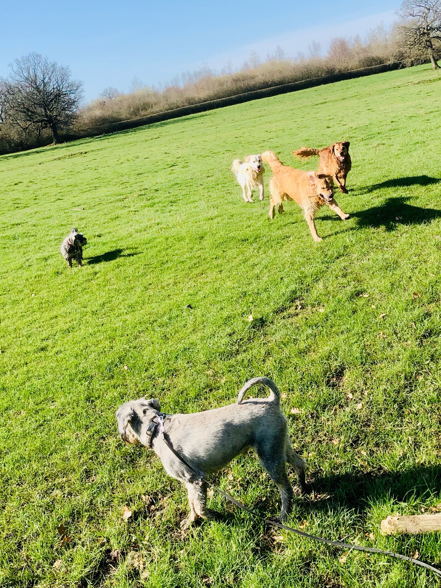 ❤️🐾👌
If your dog would like to have a walk with us then contact us at www.ardendogwalking.co.uk and check out our half-day experience.
#ullenhall #tanworthinarden #hockleyheath #henleyinarden #dog