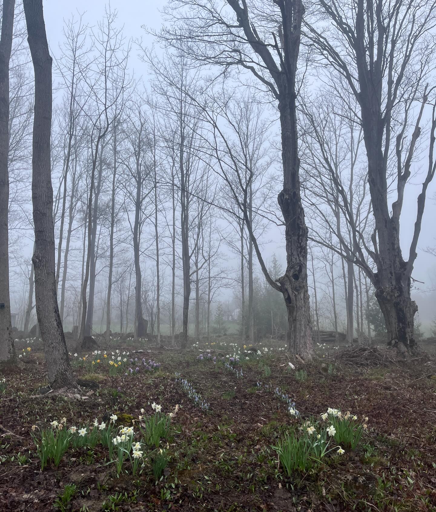 Dear Spring,
We’re so glad you’re here ✨🤍🕊️