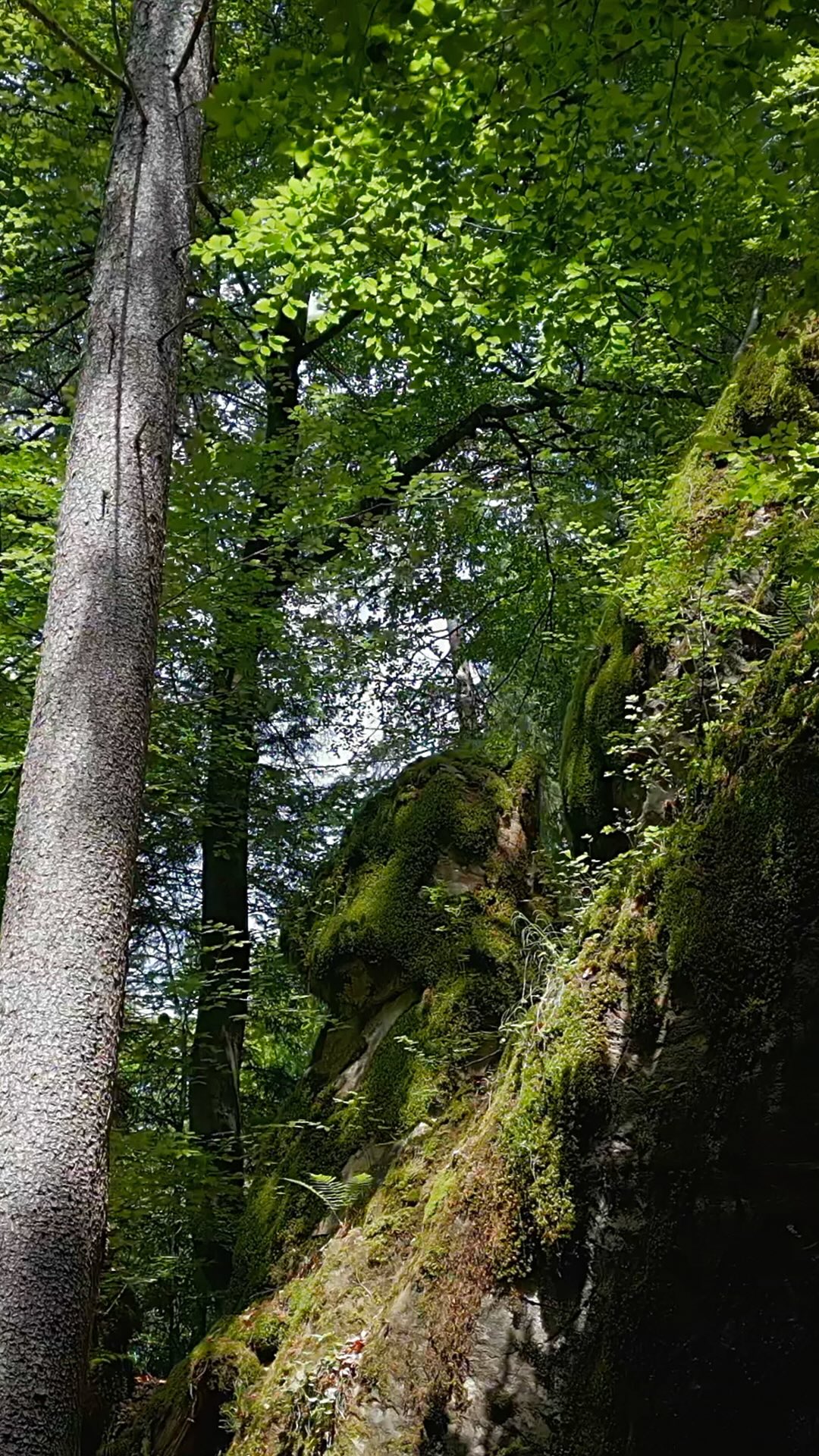 ¿Vale la pena este “progreso”? La respuesta es ¡No! ❌
Los bosques deberían ser nuestra guía: al cuidar nuestros ecosistemas, nuestras ciudades y nuestra vida. Si seguimos ignorándolos, perderemos mucho más que árboles; perderemos nuestra historia.
#naturaleza #medioambienten#conservación #planetatierra #cuidarelplaneta