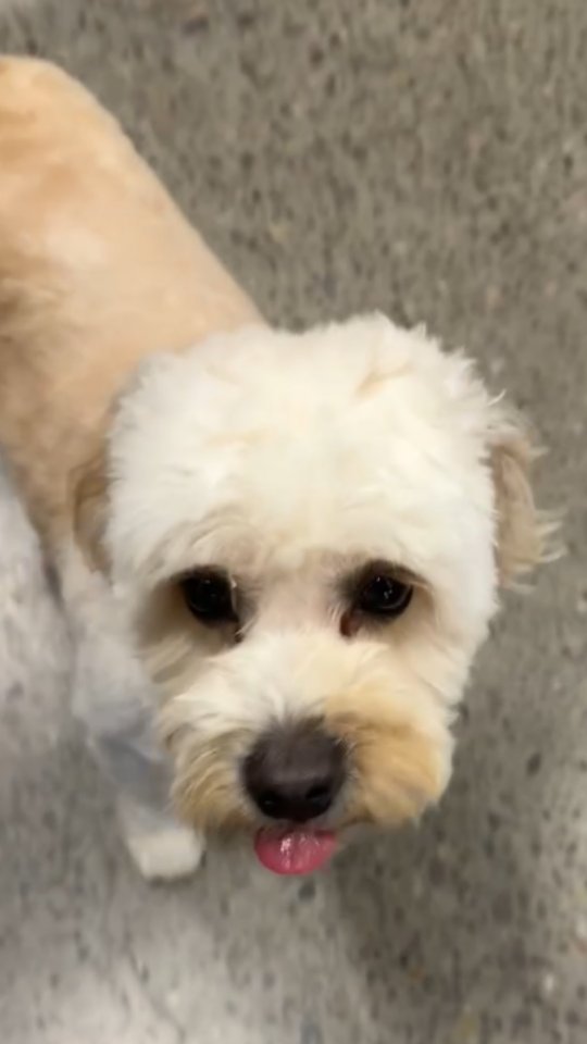 Beckham’s Public Access Training 🐾
Today we took Beckham out for public access training to help him navigate a busy environment. At first he showed some hesitation, which is completely normal when dogs are exposed to new places and distractions.
Through structured obedience and guidance, we helped him slow down, process the environment, and remain calm. By the end of the session, Beckham was noticeably more relaxed and confident.
📍 24 Pillar Rock Crescent, Markham, ON L6C 3H4, Canada
📞 (647) 425-4838 / (647) 807-8761
🌐 www.benridgecanineservices.com
#DogTraining #BenridgeCanineServices #DogTrainingMarkham #DogBehavior #PublicAccessTraining