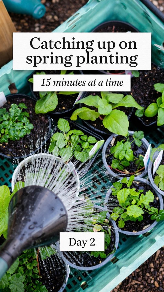 Day 2 — 15 minutes well spent.
Potted on some perennial plug plants I bought a week ago from @haskinsgardencentres
(and then promptly forgot about 🙃)
I have a terrible habit of buying plants with good intentions and leaving them sitting far too long.
18 plants potted on today, so we’re calling that a win. 💪🏻