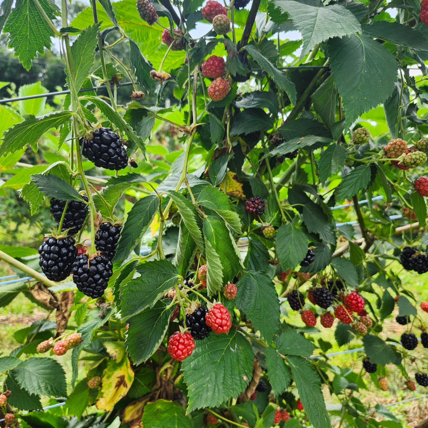 BLACKBERRIES! Easy to pick and plentiful! We are open Saturday, July 19th, from 9-4 for blackberry picking. Other times by appointment. PYO blackberries are $6 per pound. Pte-picked are $13/quart. CLING PEACHES are ready at $2/ pound or $40 for a 25# box.
Call 937-232-7525 to schedule a picking appointment, to order or if you have questions. See you Saturday!