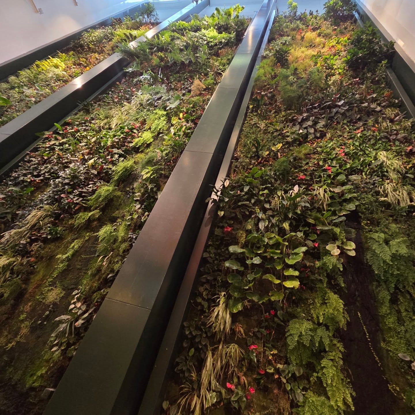 Dussmann Berlin 🌿
Vertikale Begrünung von Patrick Blanc
#vertikalbegrünung #innenraumbegrünung #urbanjungle #inngaerten