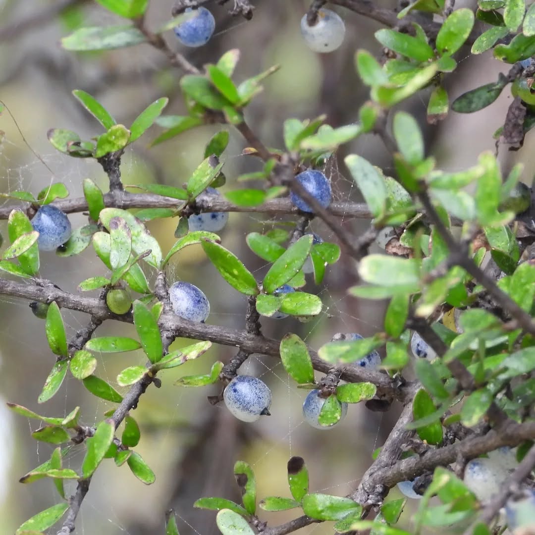 Mingimingi berries! The beautiful china blue shades of the berries of Coprosma propinqua at this time of year.