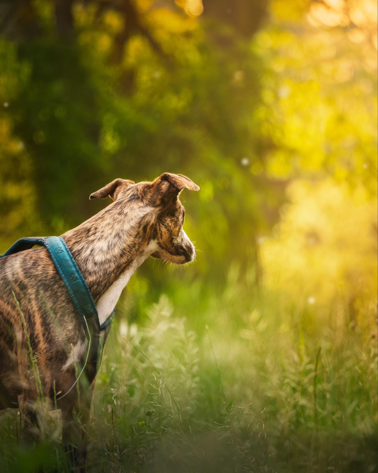 “Golden Fairytale”✨
Ojalá hubiese caído en quitarle el arnés a Auryn para esta foto, pero la verdad es que fue todo muy natural y ni lo pensé aunque ahora me arrepiento porque cambia totalmente el tono de la foto😂
Aún así, estoy bastante contenta con el resultado y los colores de esta foto mágica✨
¿Quieres fotos así de tu perro para que cuelguen de tu pared para siempre? Ponte en contacto conmigo🥰📸