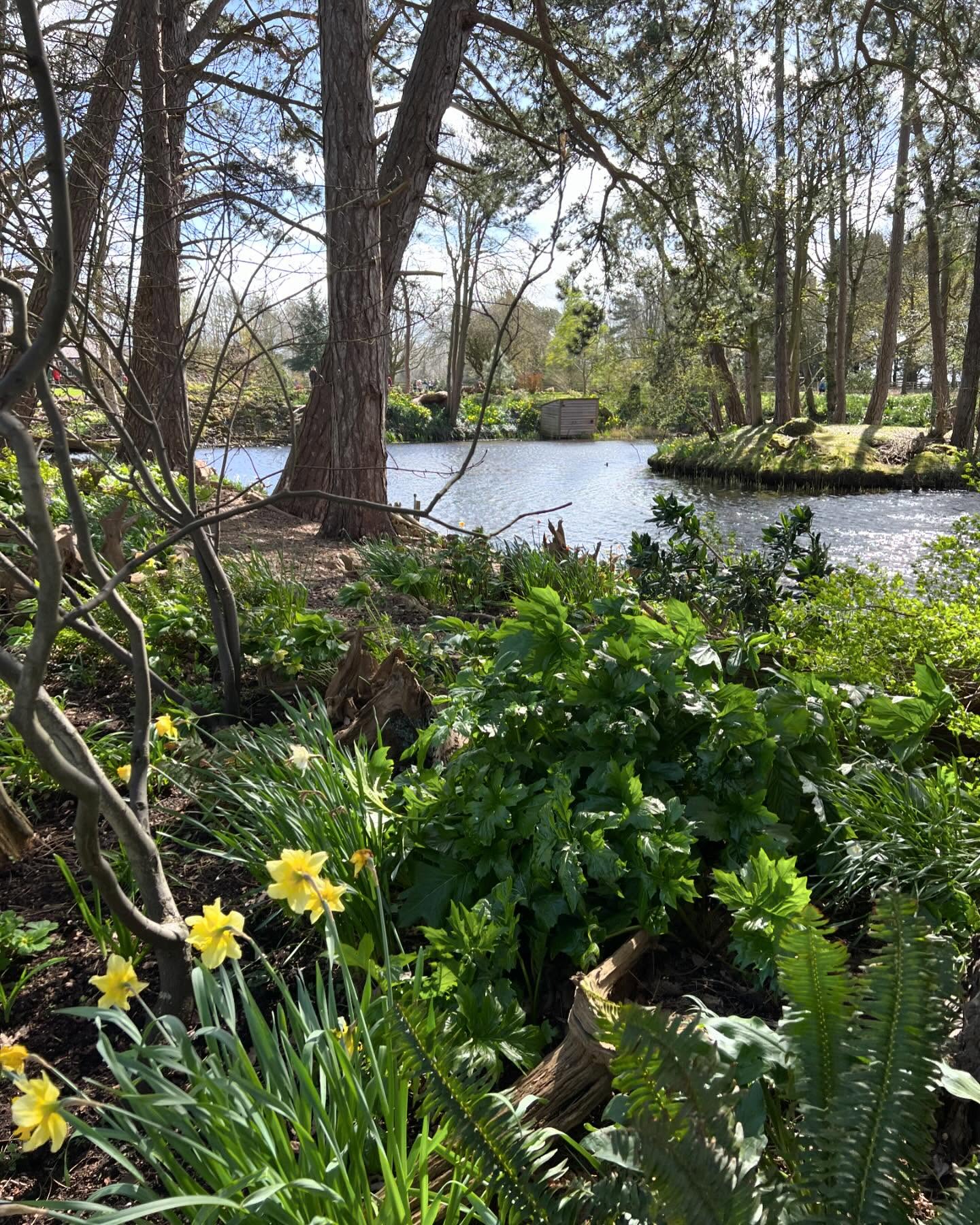 Two days of garden fun, firstly at the stunning #ellerkerhousegardens Open Gardens for #ngsyorkshire then today, putting all our creative energy into staking the peonies. First cut down the woody cornus stems then weave the more pliable stems around and over the plants. Two larger peonies needed a hazel frame first and string to secure the hoops of Cornus Flaviramea. We took our inspiration for this from National Trust #beningboroughhall staking. Hardly any rain today for a change! #plantsupports #cornussanguinea #gardenersofinstagram🌱 #englishspringgarden