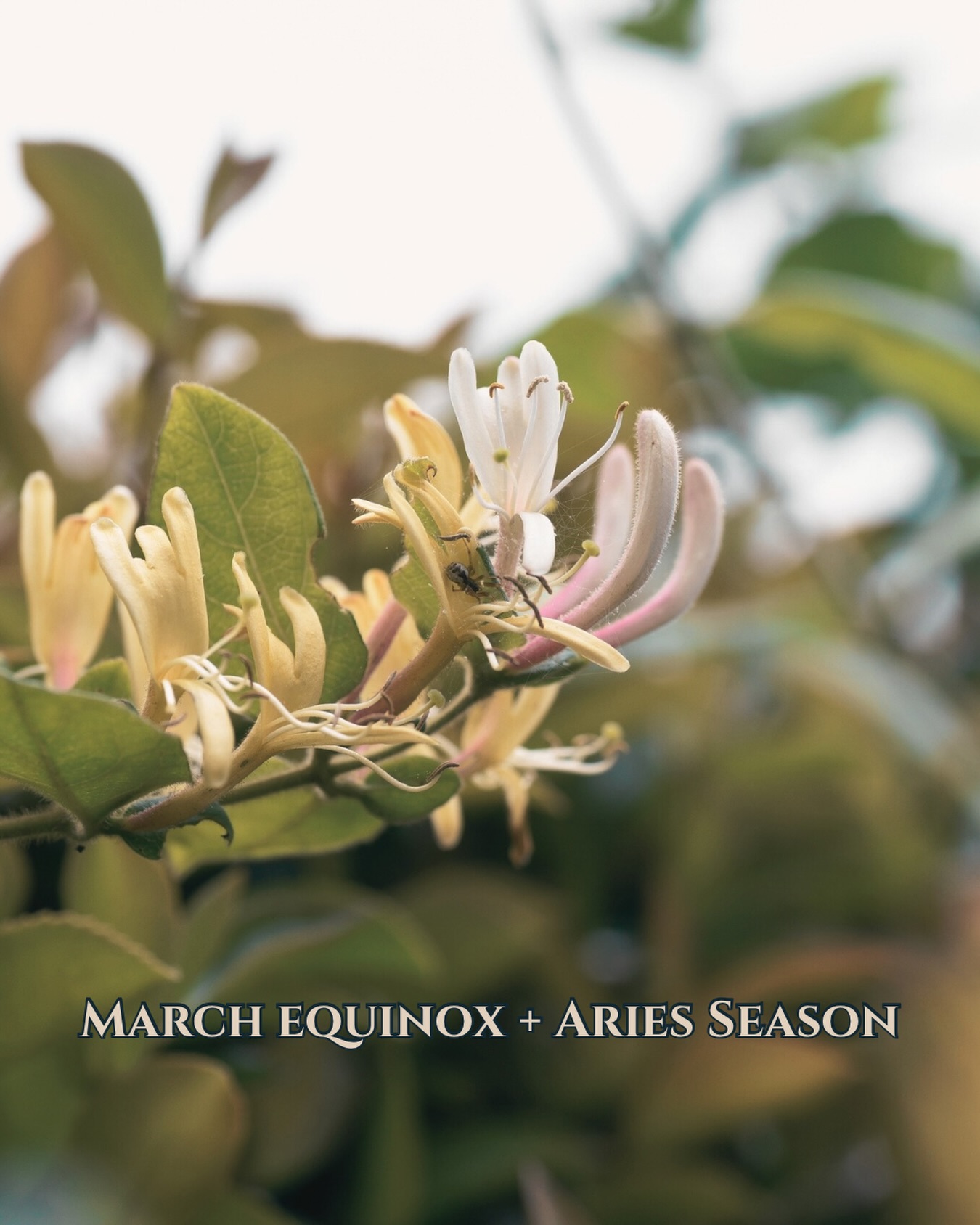 The March Equinox marks a powerful turning point in the year, a moment of balance between light and dark, where day and night are equal. It’s a cosmic reset. A threshold. A new astrological year begins as the Sun enters Aries, the first sign of the zodiac 🔥
Aries season carries raw initiation energy. After moving through the introspective waters of Pisces, we shift into fire. Action, courage, momentum. This is where ideas begin to move. Where intention becomes identity. Where we stop preparing and start becoming ✨
The equinox represents equilibrium, but Aries represents forward motion. Together, they create a powerful theme: balanced beginnings.
This is a moment to:
• Take initiative on something you’ve been thinking about
• Reclaim independence and personal power
• Act from instinct rather than overanalysis
• Set bold intentions for the year ahead
• Step into leadership in your own life
Aries doesn’t wait for permission. It teaches bravery through action. But because the equinox emphasizes balance, this isn’t reckless fire. It’s aligned ignition 🌙
This is the astrological New Year. The start of a fresh 12-month cycle of growth, identity development, and self-trust.
The question Aries season asks is simple: If you were starting over, who would you choose to be?
What are you ready to initiate? 🪐
#aries #empyrealastrology #equinox #spring #astrologerinathens
