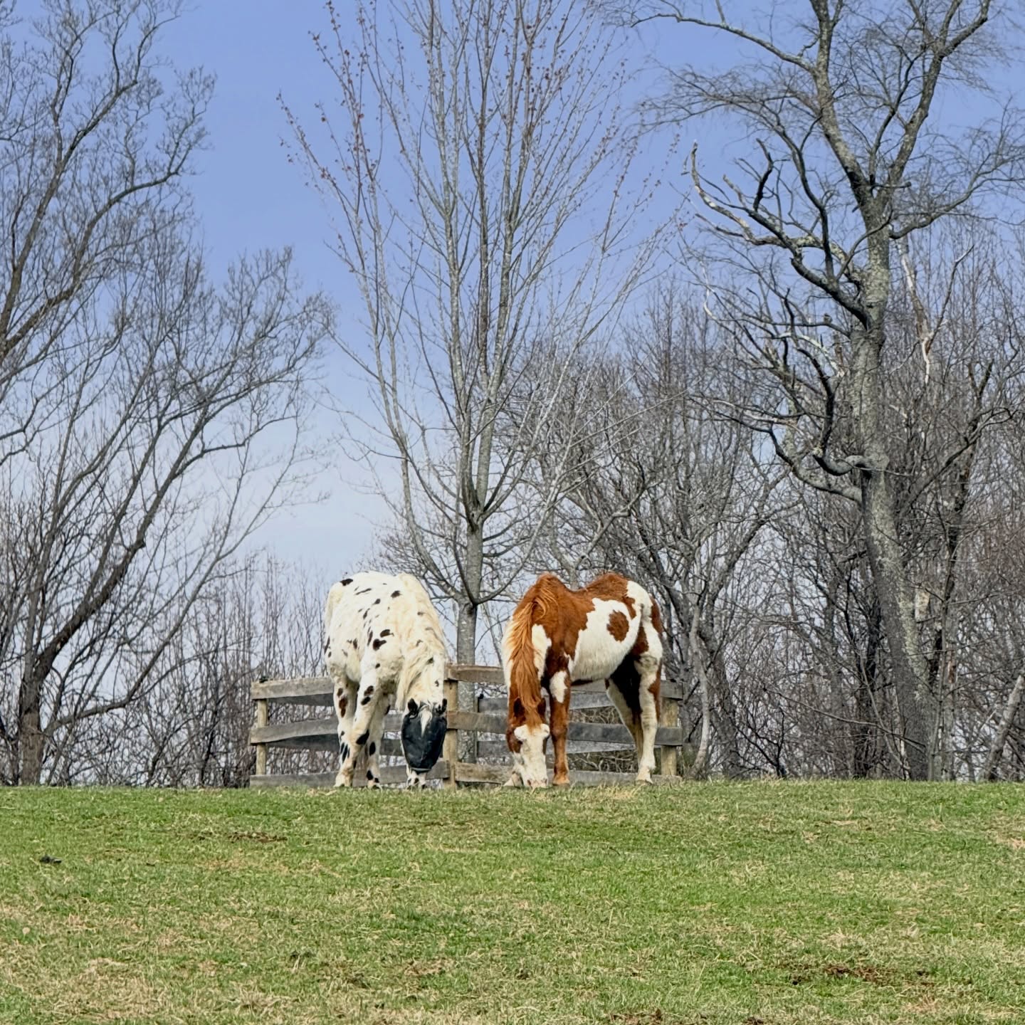 Nabisco and Mister became fast friends โค๏ธ๐ค