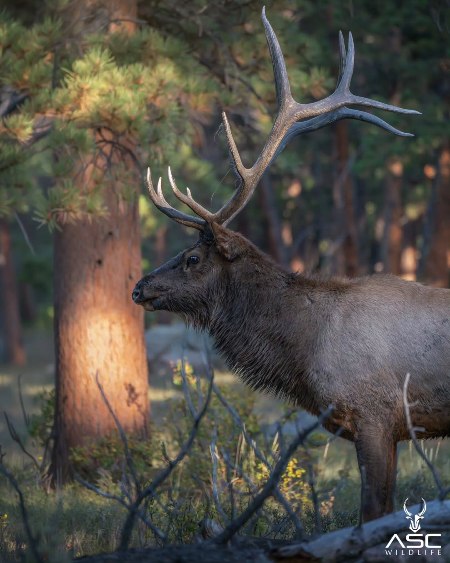 Rocky Mountain National Park bull elk profile. He was keeping an eye on the one cow he had near.
Amazing animals. 🙏
Photography by @ascwildlife
.
.
.
#wildlifephotography #bullelk #rmnp #coloradowildlife #elk