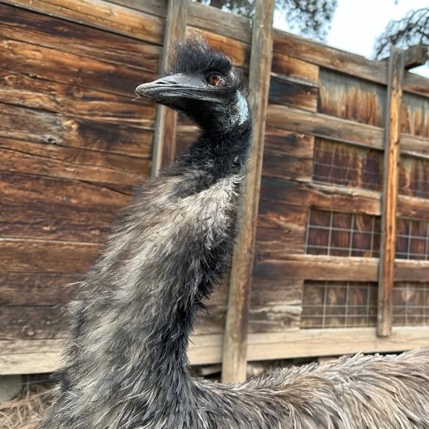 It grieves me to inform you all that our curmudgeonly, yet spirited emu Sheila passed away on Friday, October 20th, 2023. Sheila hatched in New Mexico in 1997, and joined us here at the Rocky Mountain Wildlife Park in September of 2014. She lived to be 26 years old and was with us for 9 years. In those 9 years she showed us her gumption and energy. Sheila was always ready for a snack and enjoyed racing the guests and keepers from one end of her habitat to the other end to get her evening meals. Though she could be a bit grumpy at times, Sheila loved when the keepers gave her a shower on hot days and refilled her giant kitty pool to sit in. She was independent and never got close to any of the keepers, we were her peons that she needed to take care of her in all of her glory. That being said we all loved Sheila, and we will miss her deep drumming sound and grumbly hisses when it is feeding time and we are being too slow for her liking.
#rmwpark #emu #sheilatheemu #farewelloldgirl #tillwemeetagain
