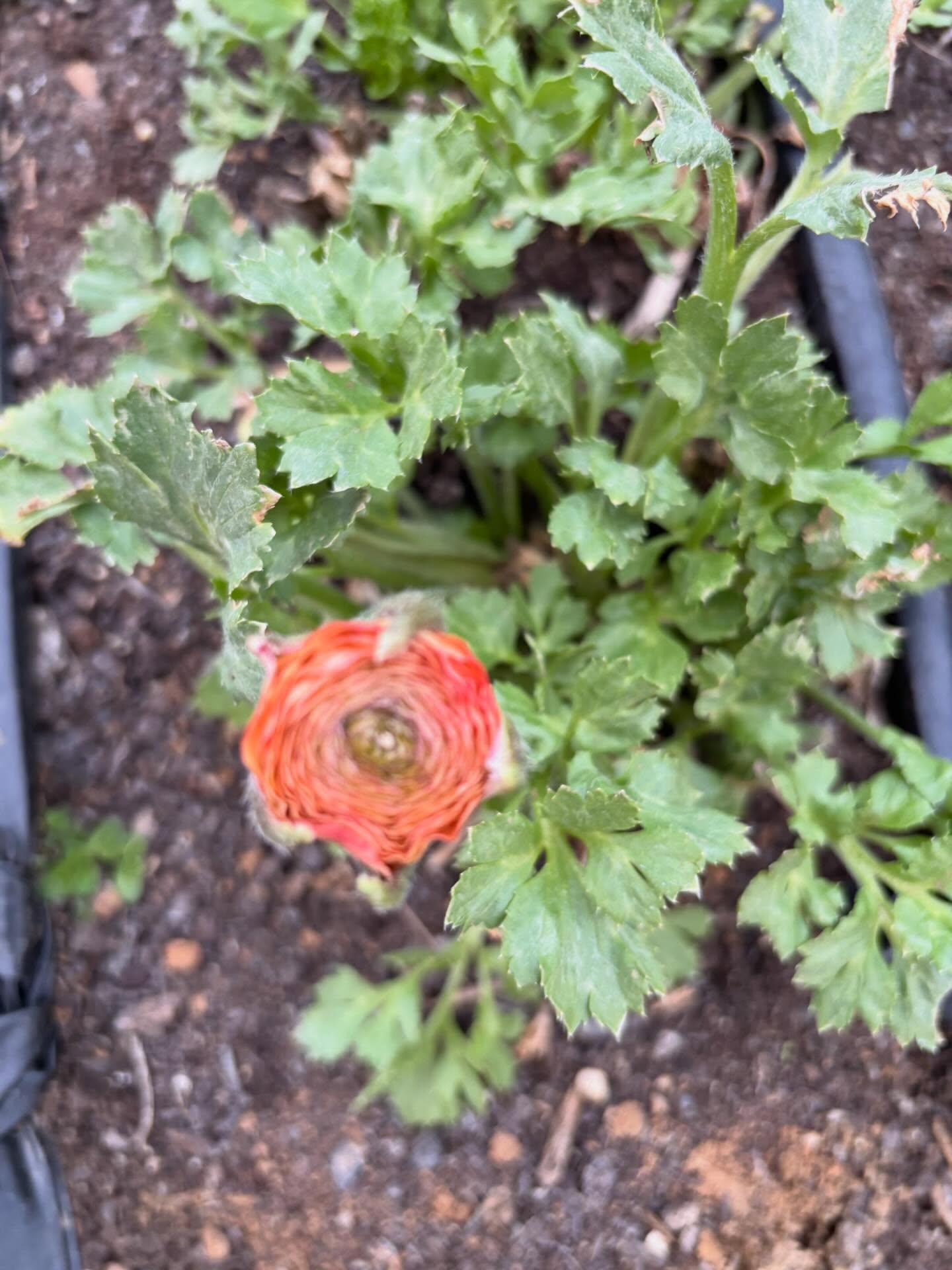 This year’s first ranunculus bloom is on the plant on the windiest end of the coldest high tunnel. Brave little thing! If you want all the best of our spring flowers, our CSA Spring Bouquet Club is 💯 the way to go. Registration closes soon! Purchase via rootsflowerfarm.com