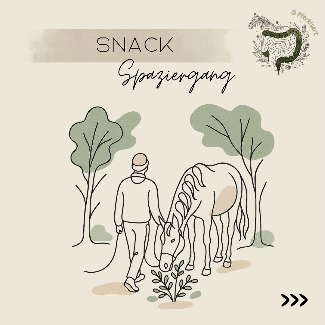 🔍Was meint „Snack-Spaziergang“ überhaupt?
Ein Snack-Spaziergang bedeutet, dass dein Pferd während eines Spaziergangs gezielt Pflanzen aufnehmen darf.
Zum Beispiel:
🌿 Gräser
🌿 Kräuter
🌿 Blätter
🌿 Zweige
🌿 Rinden
🌿 Samen
🌿 Beeren
🌿 Böden und Gewässer
Die Idee dahinter klingt erstmal sinnvoll: Pferde dürfen auswählen, sind in Bewegung und haben Abwechslung.
Wichtig ist aber zu verstehen: Ein Pferd trifft seine Futterwahl nicht automatisch „perfekt“ oder „gesund“.
Das Verhalten ist zwar evolutionsbiologisch geprägt – aber unsere heutigen Umwelt- und Haltungsbedingungen sind nicht mehr mit natürlichen Lebensräumen vergleichbar.
Richtig umgesetzt können Snack-Spaziergänge eine sinnvolle Ergänzung sein.
Zum Beispiel für:
🌿 mentale Auslastung
🌿 mehr Bewegung im Alltag
🌿 Beschäftigung außerhalb von Training
🌿 zusätzliche sensorische Reize (Geruch, Geschmack, Struktur)
🌿 Beziehung und gemeinsame Aktivität
🌿 mehr Pflanzenvielfalt
🌿 Unterstützung des Mikrobioms
Rund um das Thema gibt es einige typische Aussagen:
❗„Pferde wissen selbst, was sie brauchen“
❗„Die fressen schon nichts Giftiges“
❗„Das ist ganz natürlich“
❗„Snack-Spaziergänge sind gefährlich“
❗„Die Belastung durch Umweltgifte wird komplett unterschätzt“
❗„Du weißt oft nicht, was dein Pferd da wirklich aufnimmt“
👉 Genau hier lohnt es sich, genauer hinzuschauen.
Denn:
- Nicht jedes Pferd erkennt zuverlässig Giftpflanzen
- Neugier, Langeweile oder Gewöhnung können das Fressverhalten beeinflussen
- Unsere Landschaft ist oft künstlich verändert (Monokulturen, Schadstoffe, eingeschleppte Pflanzen)
Derzeit findest du auf deinem Spaziergang unter anderem:
🌿 Verschiedene Gräser
🌿 Löwenzahn
🌿 Brennnessel
🌿 Giersch
🌿 Knoblauchsrauke
🌿 Wiesenkerbel
🌿 Gänseblümchen
🌿 Klettkraut
🌿 Vogelmiere
Worauf du unbedingt achten solltest
Ein Snack-Spaziergang ist keine „lass dein Pferd einfach machen“-Situation…
⬇️in den Kommentaren geht es weiter⬇️