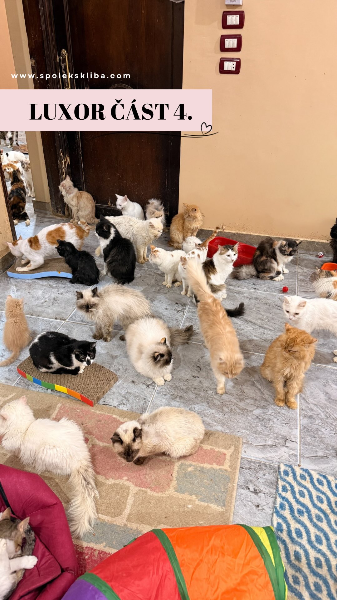 Máme pro vás zprávy, které nám v tom egyptském horku vlily krev do žil! 💪 Díky vaší neskutečné podpoře a štědrosti se nám podařilo pro kočičky u Walaa nakoupit žrádlo a stelivo na CELÝ MĚSÍC DOPŘEDU! 🥩📦
Je to malý zázrak a my vám všem z celého srdce děkujeme. Bez vás by tyhle kočičí duše v Luxoru měly mnohem těžší časy. ❤️✨
Vaše peníze tu jsou opravdu superhrdinové! 💰 To, co u nás ve Šklíbě pořídíme za velké peníze na 14 dní, tady díky kurzu a místním cenám vystačí na celý měsíc! Každá stovka, kterou jste poslali, se tu v podstatě zdvojnásobila. Je to úžasný pocit vidět, jak obrovský dopad má vaše pomoc v těchto podmínkách. ✨📈
Protože Walaa bohužel nemá nafukovací skladové prostory, domluvili jsme se s panem Abdulem z místního Pet shopu, že bude vše doručovat postupně, jak si Walaa řekne. Abdul nám navíc dal slevu a přihodil pár pytlů písku navíc - prostě borec! 🤩
A pozor! Dostali jsme od něj i „čestný slib“. Prý pokud by cokoli nedodal včas, můžeme si jako náhradu vzít jeho dům. 😂 Takže se připravte – v nejhorším případě budeme mít v Luxoru úplně novou Šklíbinu pobočku! 🤣🏠
Jsme nesmírně šťastní, že se podařilo zajistit to nejdůležitější – klid a plné misky. Vaše podpora dává smysl každému našemu kroku, i tady tisíce kilometrů od domova. ✨💖
Děkujeme, že s námi plníte kočičí bříška po celém světě! 🗺️😻
Terka ze Šklíby 🐾