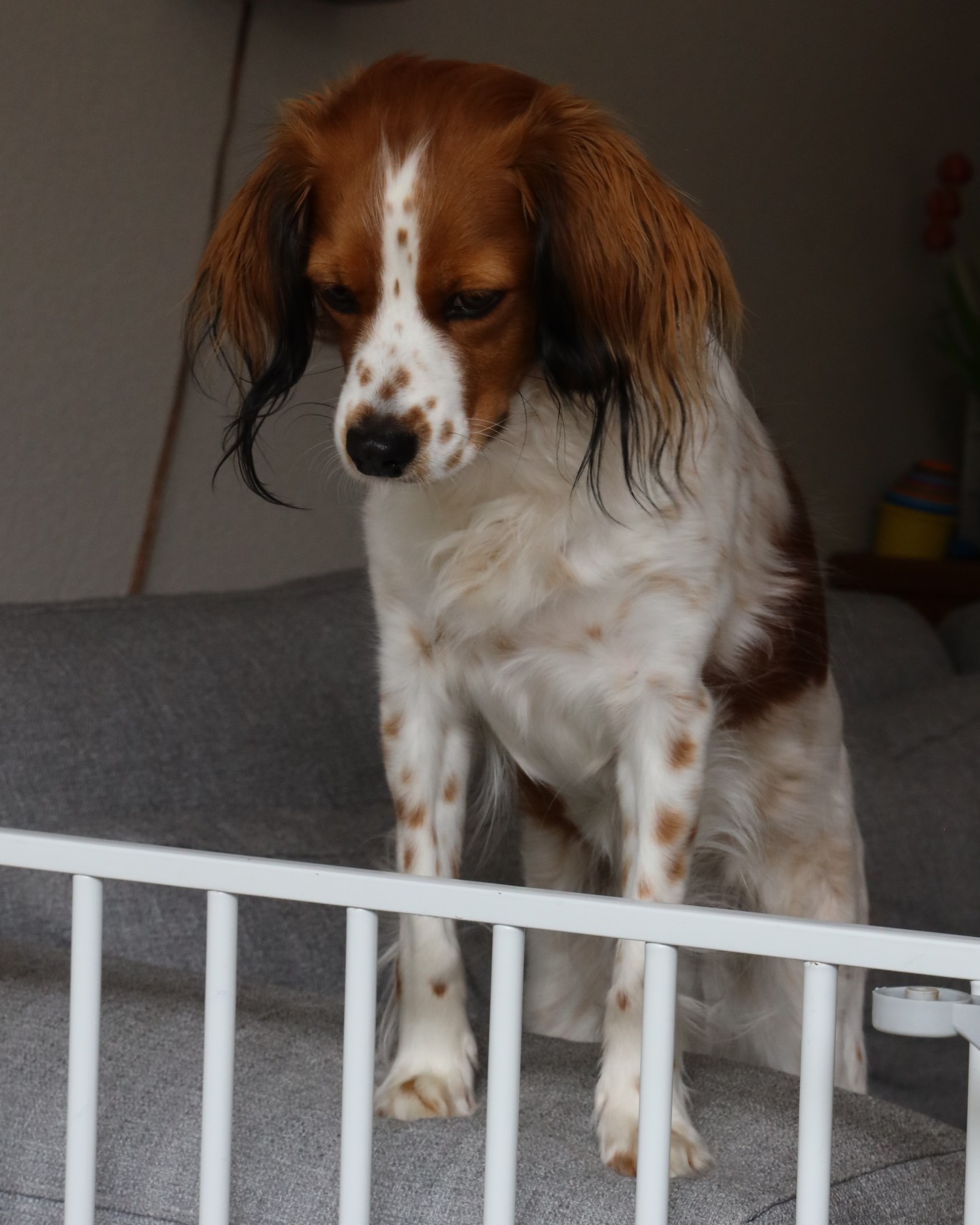 Onder het toeziend oog van halfzusje Freya zorgt Indy voor haar puppy's. 🥰
#hetgooisforest #kooikerhondje #kooiker #kooikerhondjeofinsta