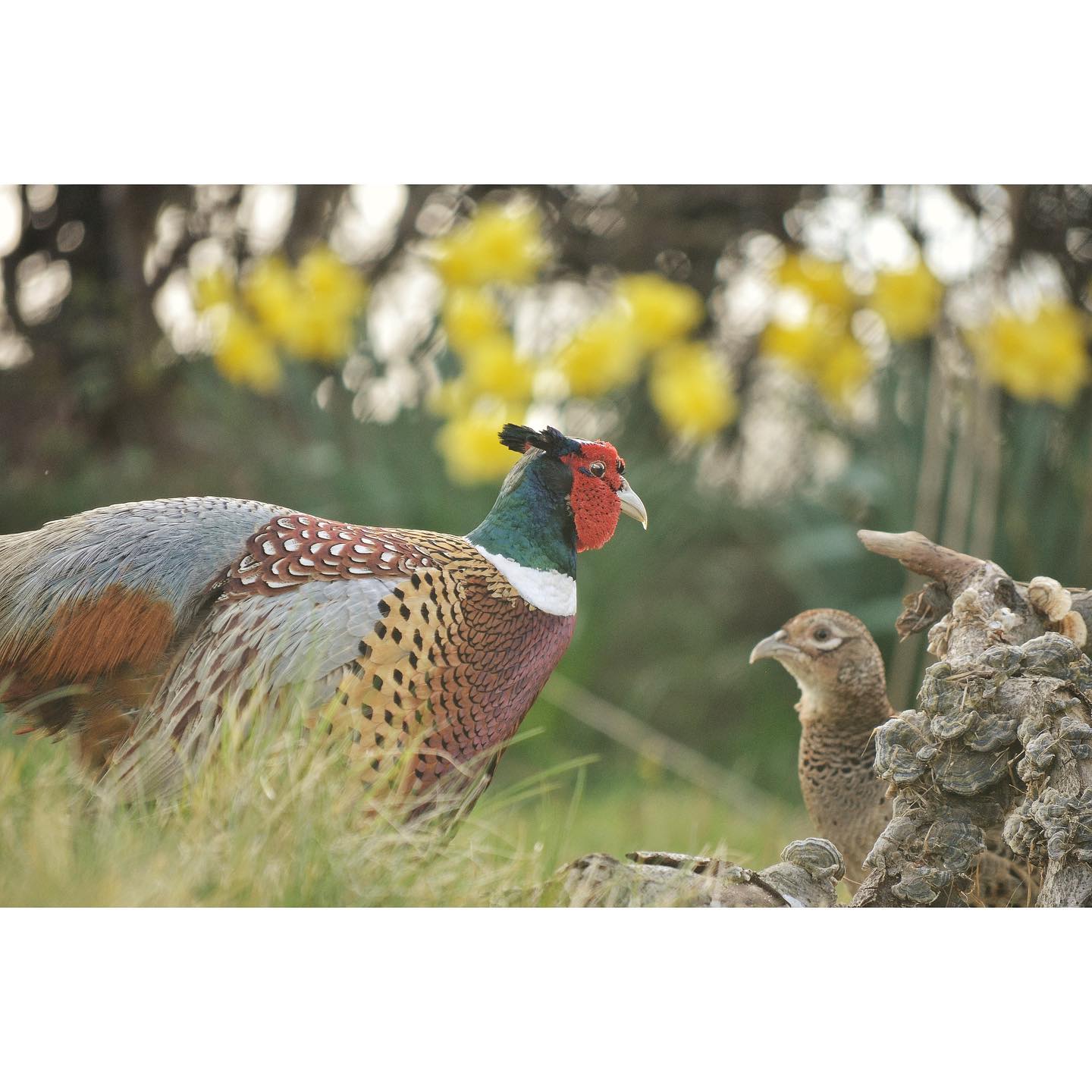 Phil, Garthside’s resident pheasant, and one of his ladies 🐓
#garthsidefarmholidays #garthside #glamping #wildcamping #pheasant #wildlifephotography #wildlife #birdphotography #glampinguk