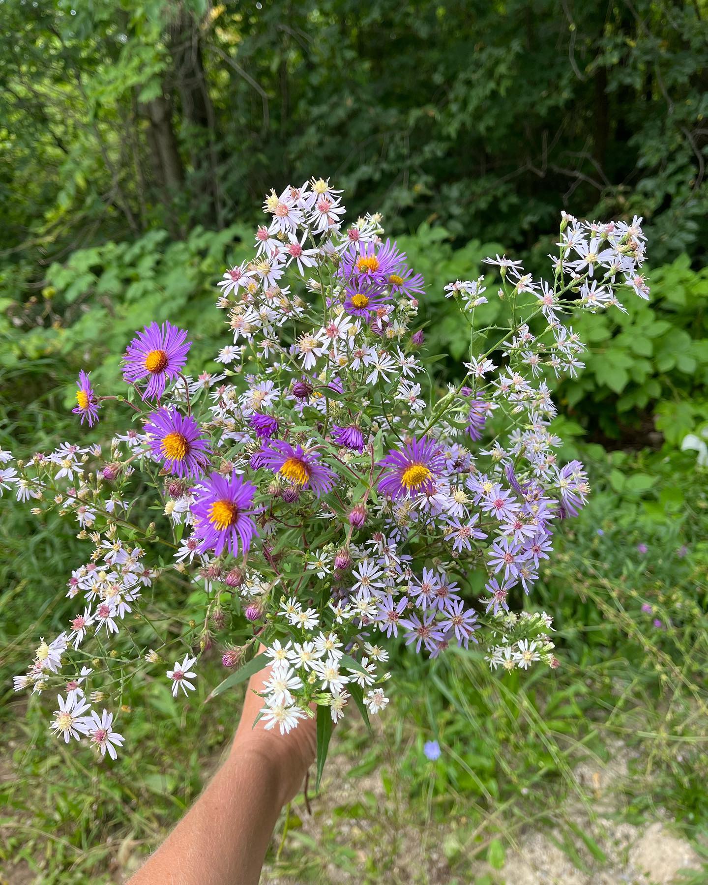 September wildflowers 🪄