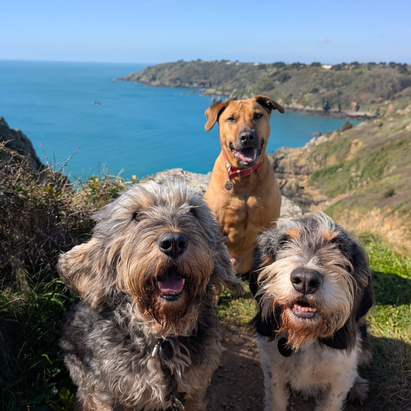 I love going to the office on a Saturday with Gaston, Griffi, Sammy and the lovely Jess who was too excited to sit for the group office photo. Certainly beats a toxic office environment.