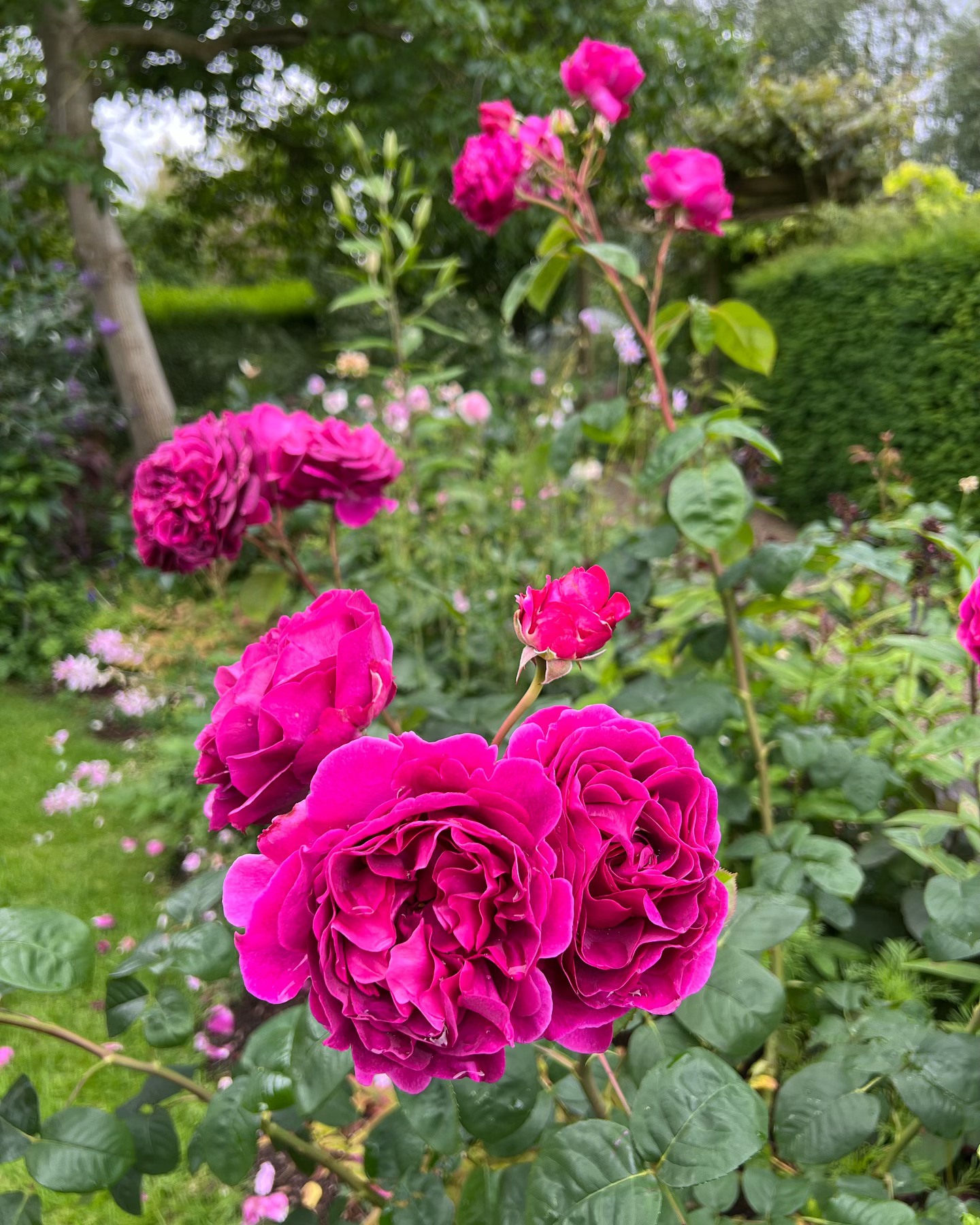 Today’s beauty is Rosa Timeless Purple, ‘Generously proportioned, and richly perfumed, the pinkish-purple blooms of this hybrid tea rose put on a sumptuous display over an extended period from early summer’ and the oddly named Dahlia Engelhardt’s Matador, a cheery presence in the pink border. #dahliasofinstagram #englishroses