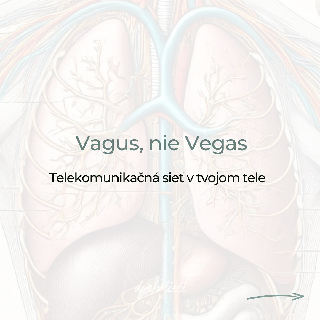 📚Nervus Vagus - nenechaj sa pomýliť menom.
Hoci ovplyvňuje dýchanie aj tlkot srdca, spôsobuje potenie a rozväzuje jazyk, nepomýl si ho s párty mestom Vegas. Blúdivý nerv je jeho pravým opakom. Je hlavnou hviezdou parasympatickej vetvy autonómnej nervovej sústavy blúdiacou celým našim telom a hrá kľúčovú úlohu v regulácií vnútorných orgánov. 💣✨