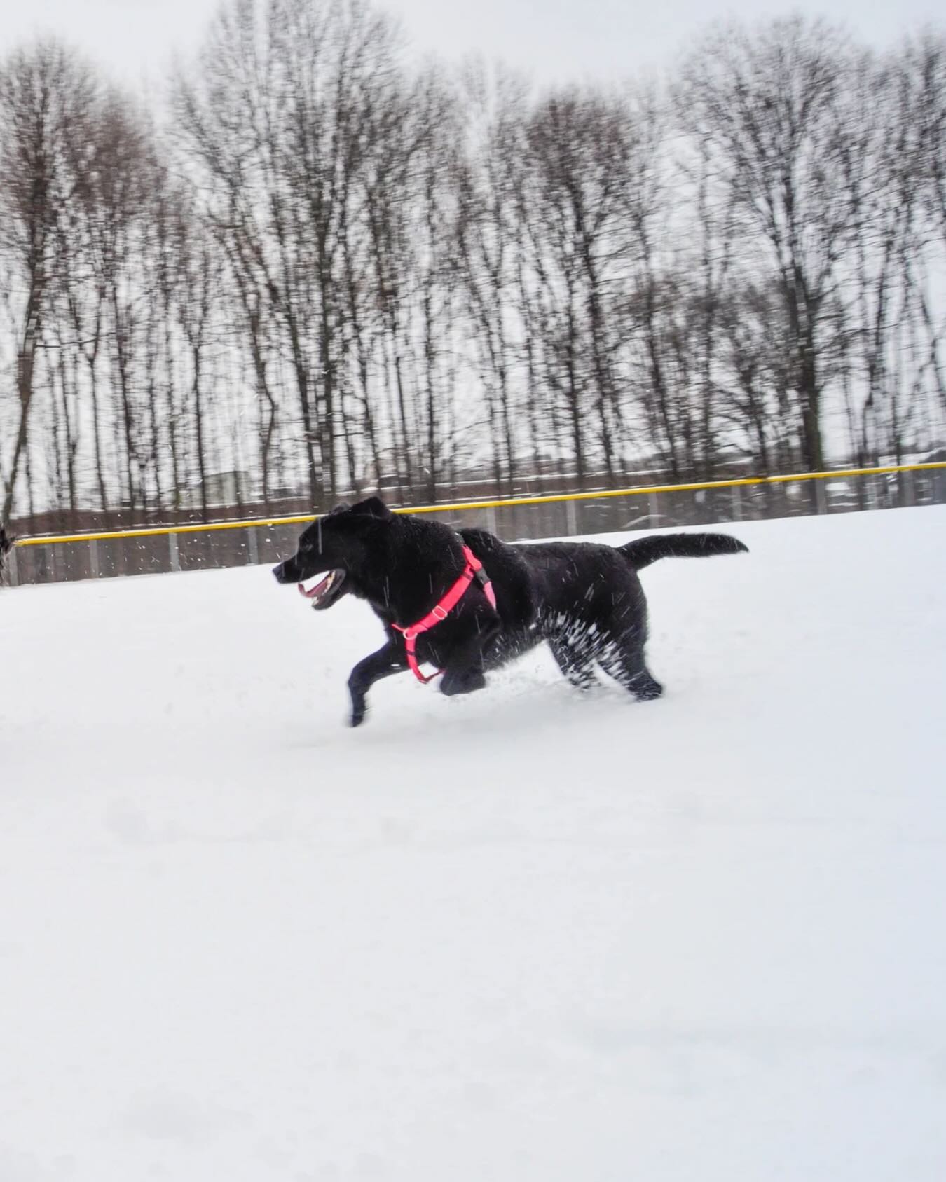 A little cold builds a lot of confidence.#WagWithWilliam #FearFreeTraining #PositiveReinforcement