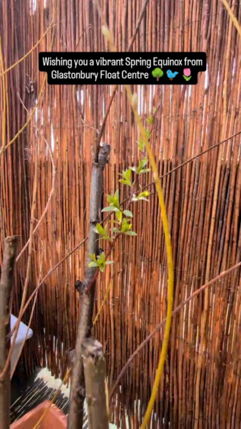 The sun is out. The terrace is open and the willows are beginning to show signs of life again.
Spring Equinox is a time of balance with the day coming of equal duration as night. Check in this Equinox with where you can bring more balance into your life. And remember balance doesn't have to mean perfect stillness. More often than not, it's surrendering into your flow through the peaks and troughs of life.
Here at Glastonbury Float Centre, we offer a space of balance for you body and mind all year round. Find your centre and let go into you flow.
#floattherapy #balance #springequinox #floatation